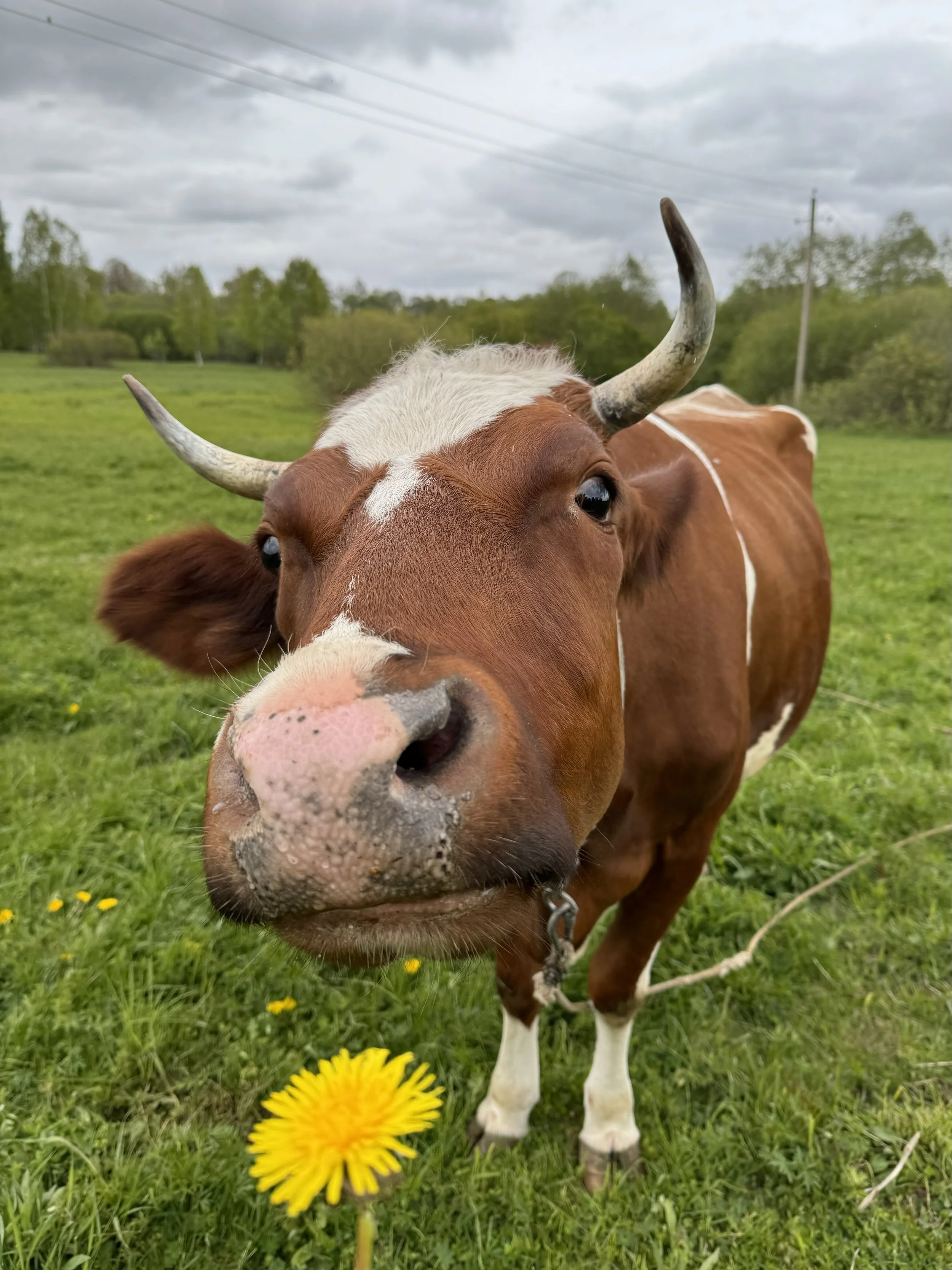 Best Colostrum Supplements 2026: Are they worth it?