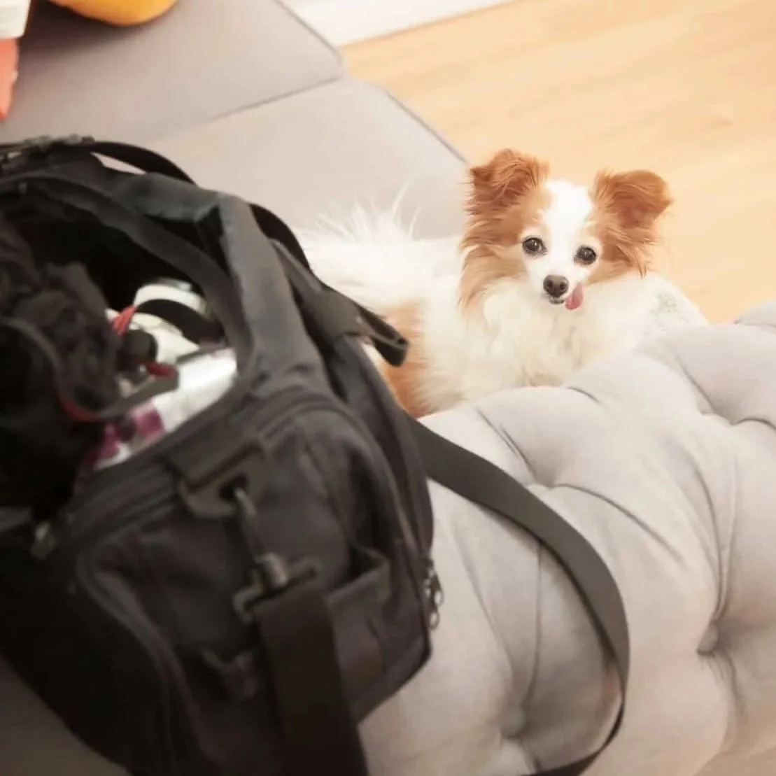 A small white and brown dog with large ears sitting on a beige tufted ottoman, looking at a camera bag placed on the ottoman, with colorful pillows on a couch in the background.