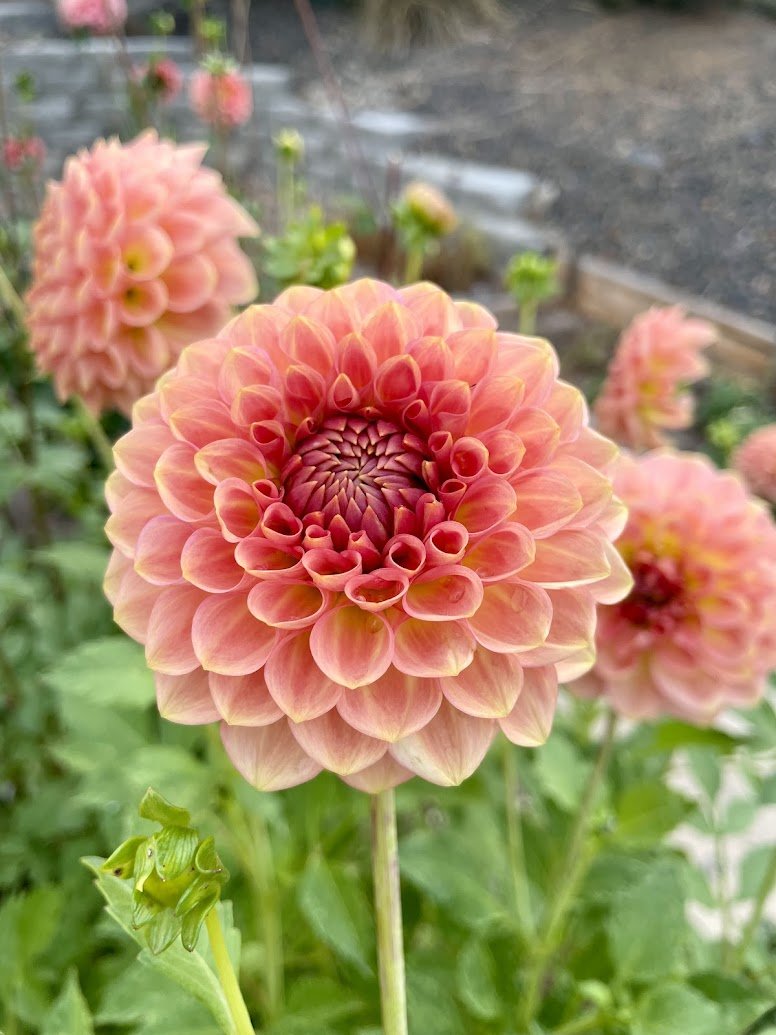 20th Ave Softer Peach