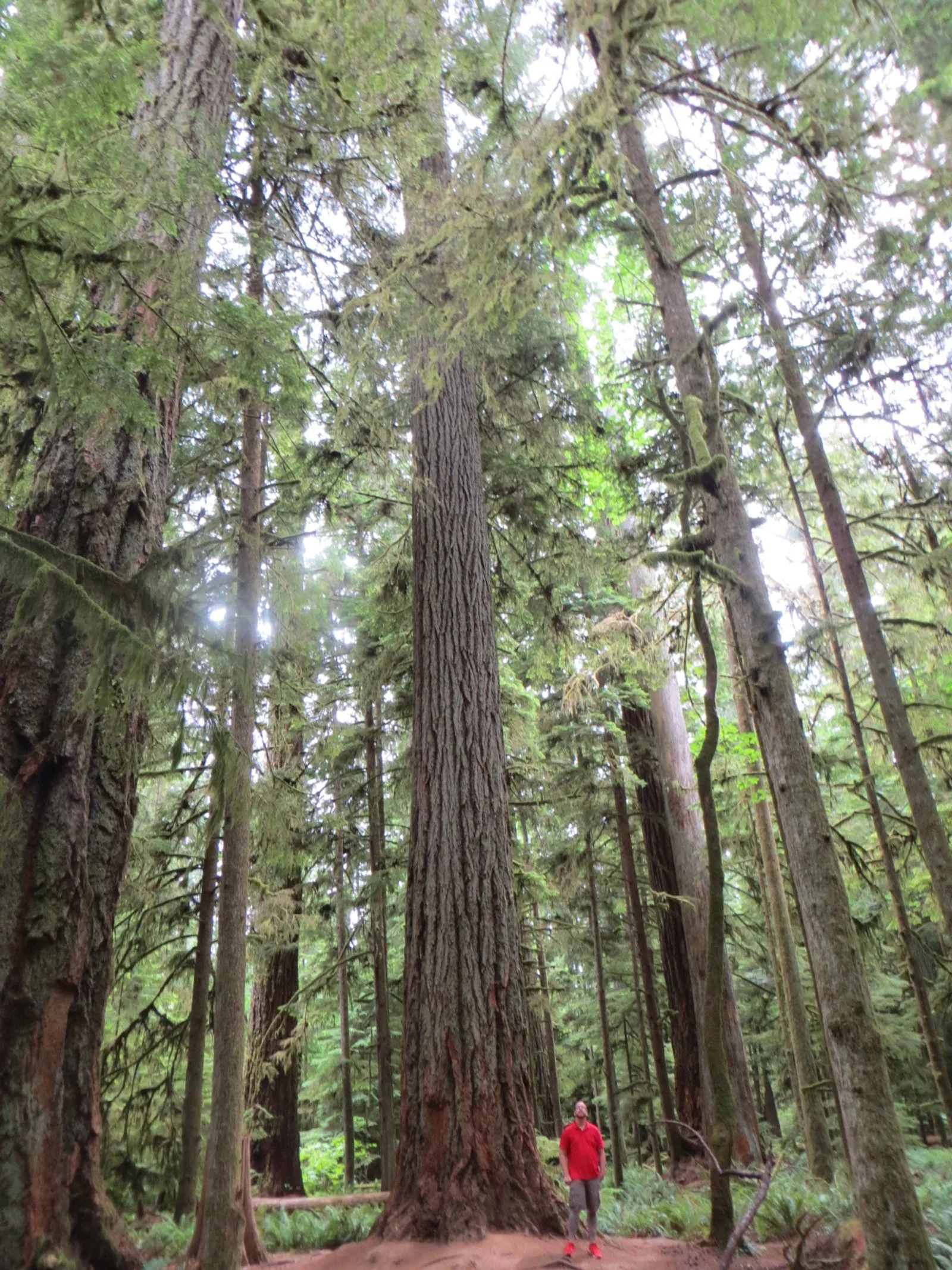 Jeremy at big tree 2.JPG