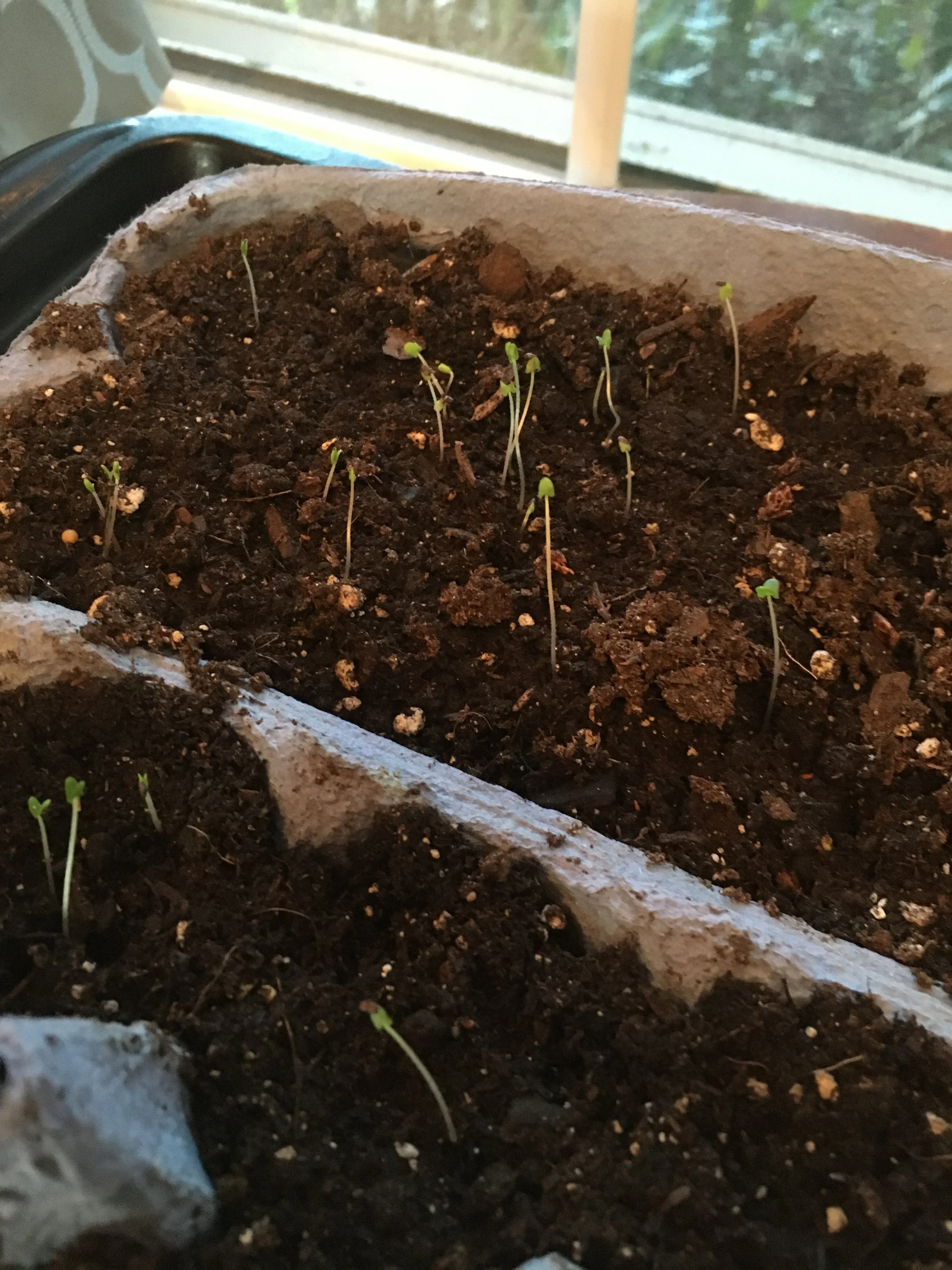 seedlings.JPG