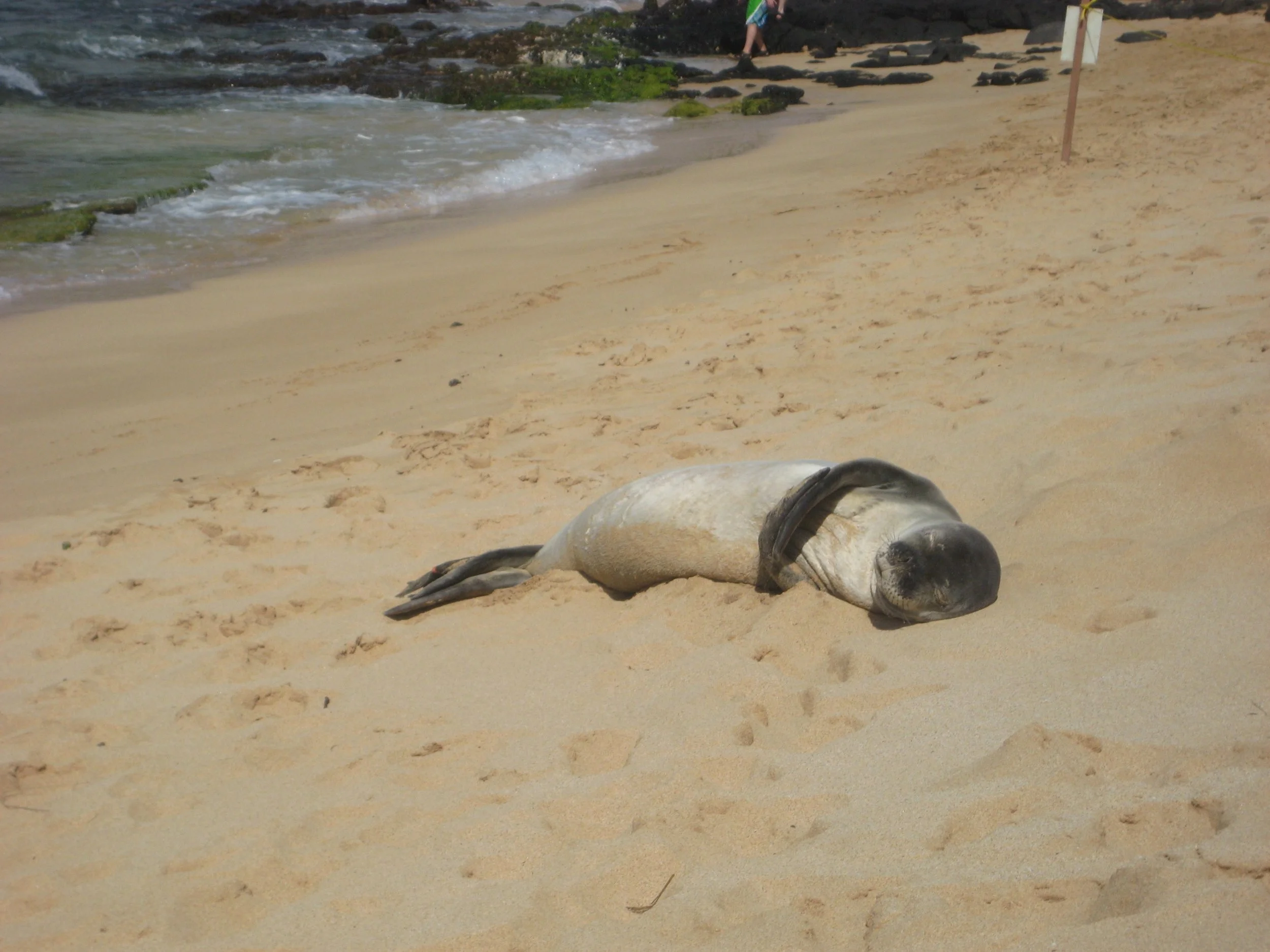 monk seal.JPG
