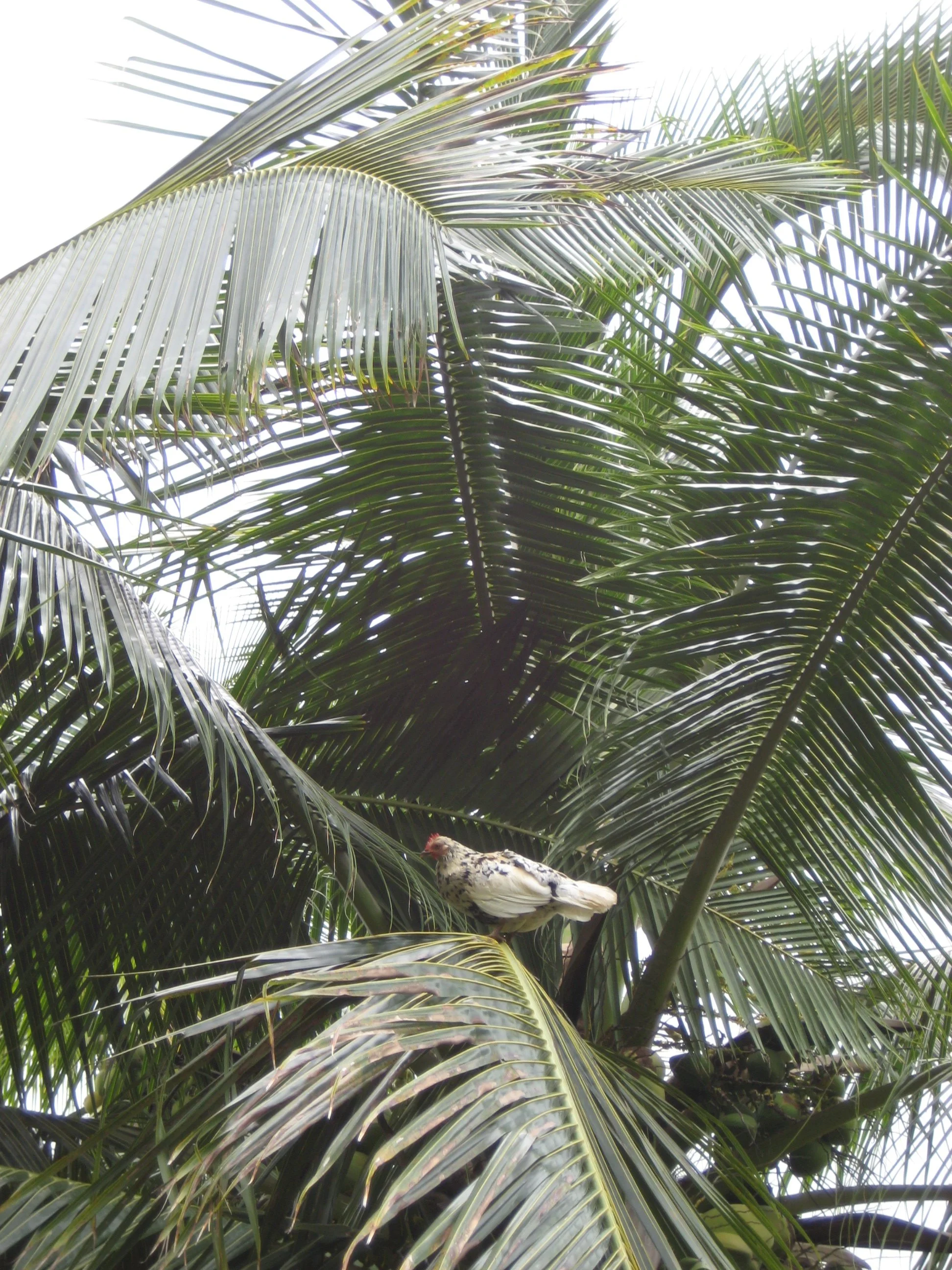 chicken in palm tree.jpg