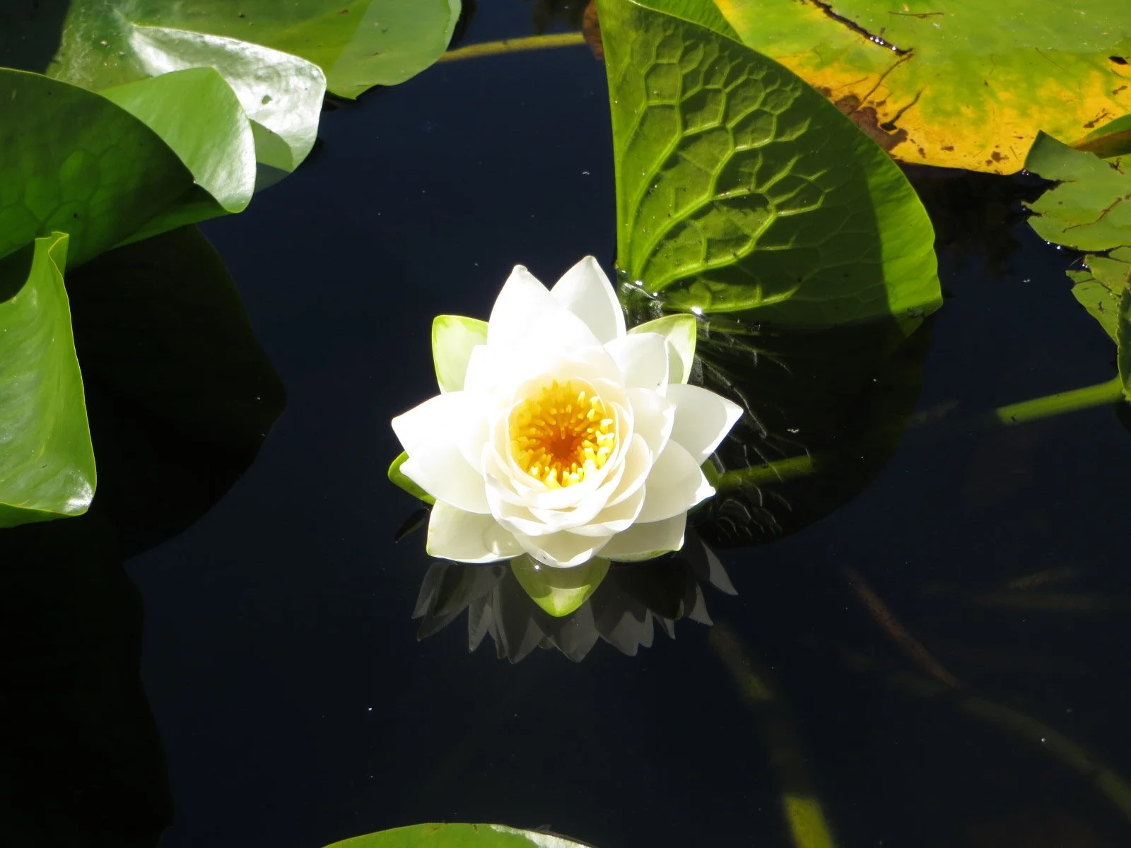 lily at Beacon HIll.JPG
