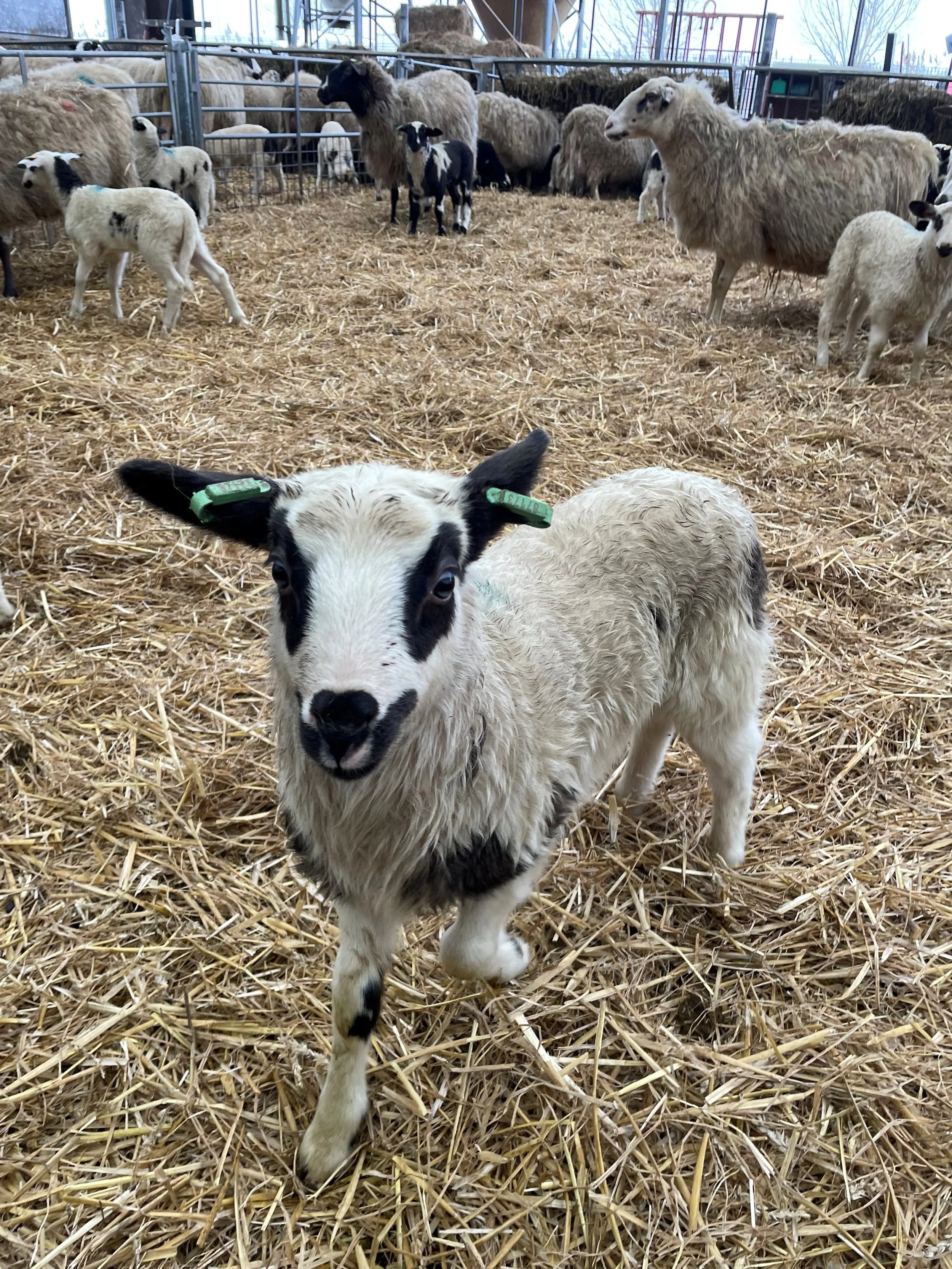 Groeiende steun voor heideschaapskuddes, al meer dan 900 ‘Tikkies voor een Prikkie’ ontvangen!