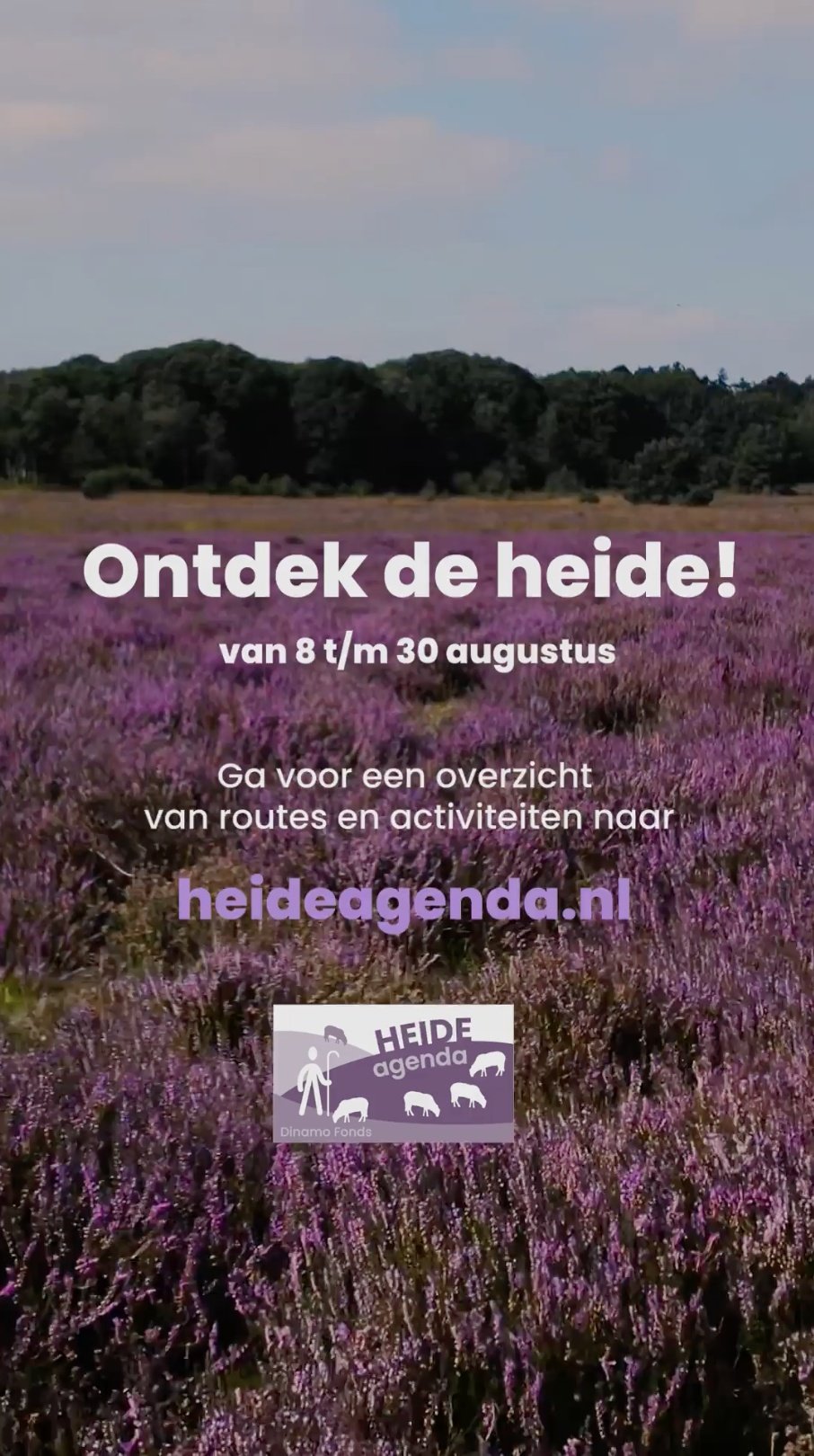Hoge druk op schaapskuddes bij                          het beheer van heide                   