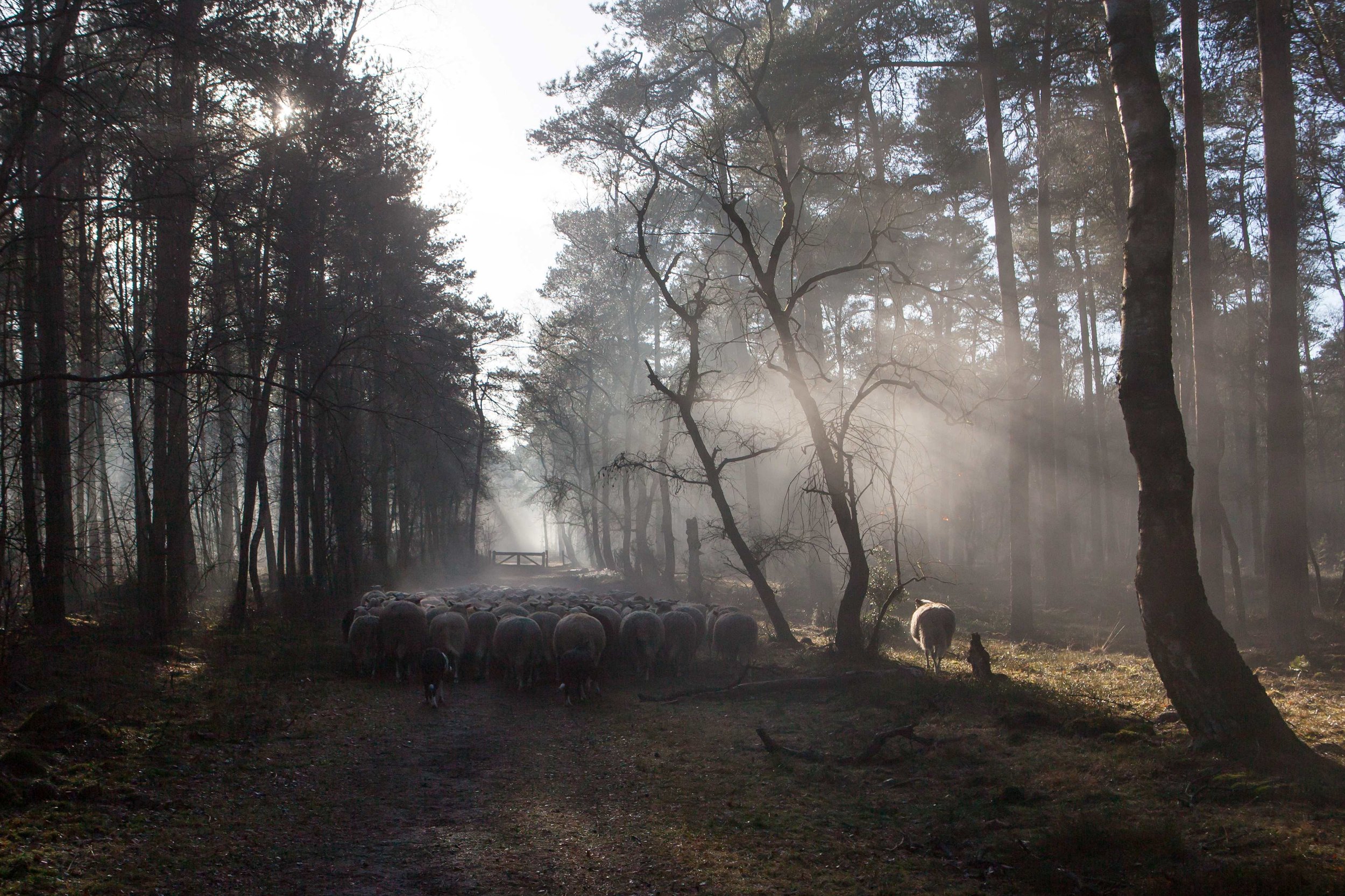 Kudde in mistig bos lowres.jpg