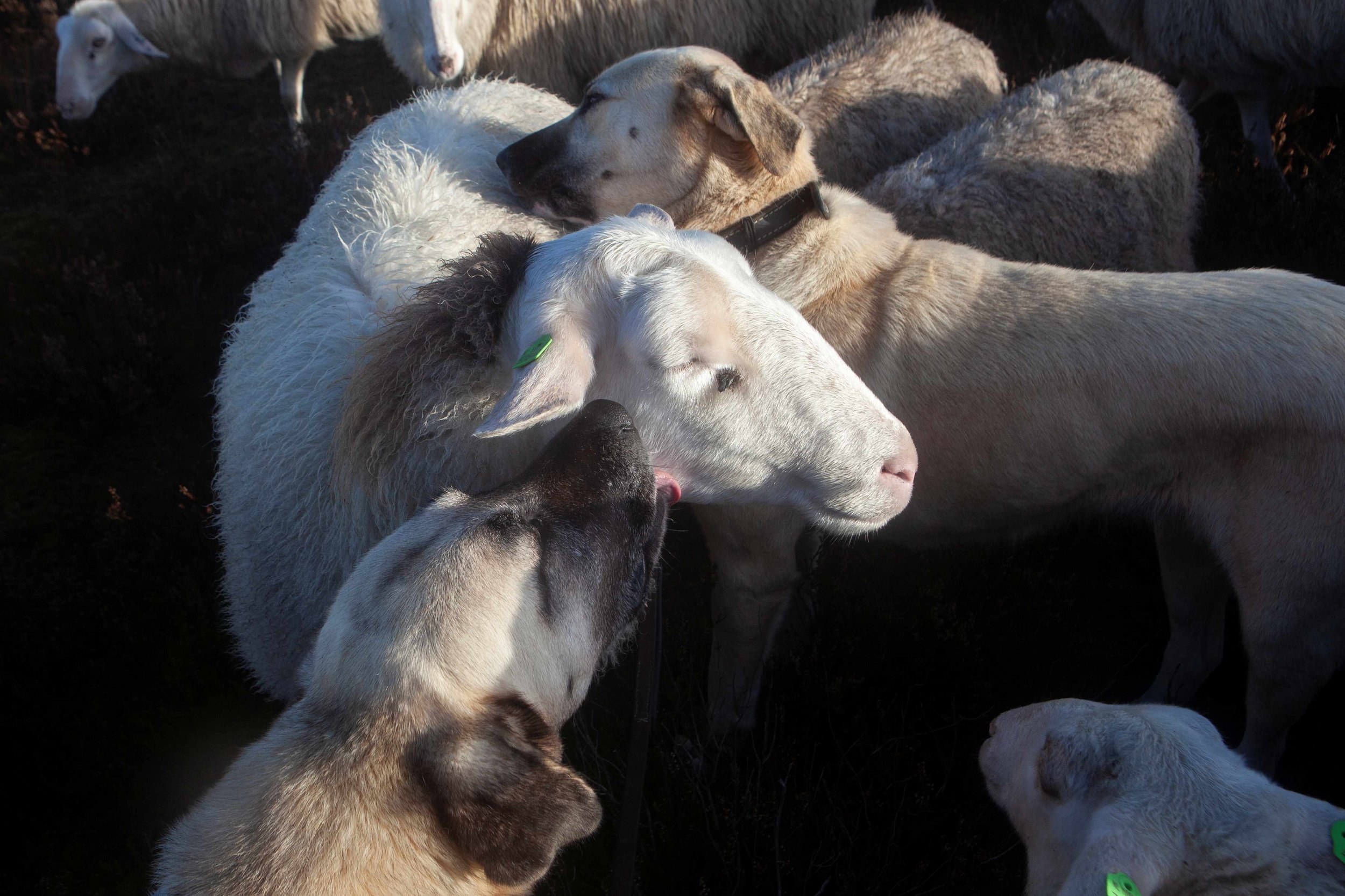 Hond en schaap 2 - low res.jpg