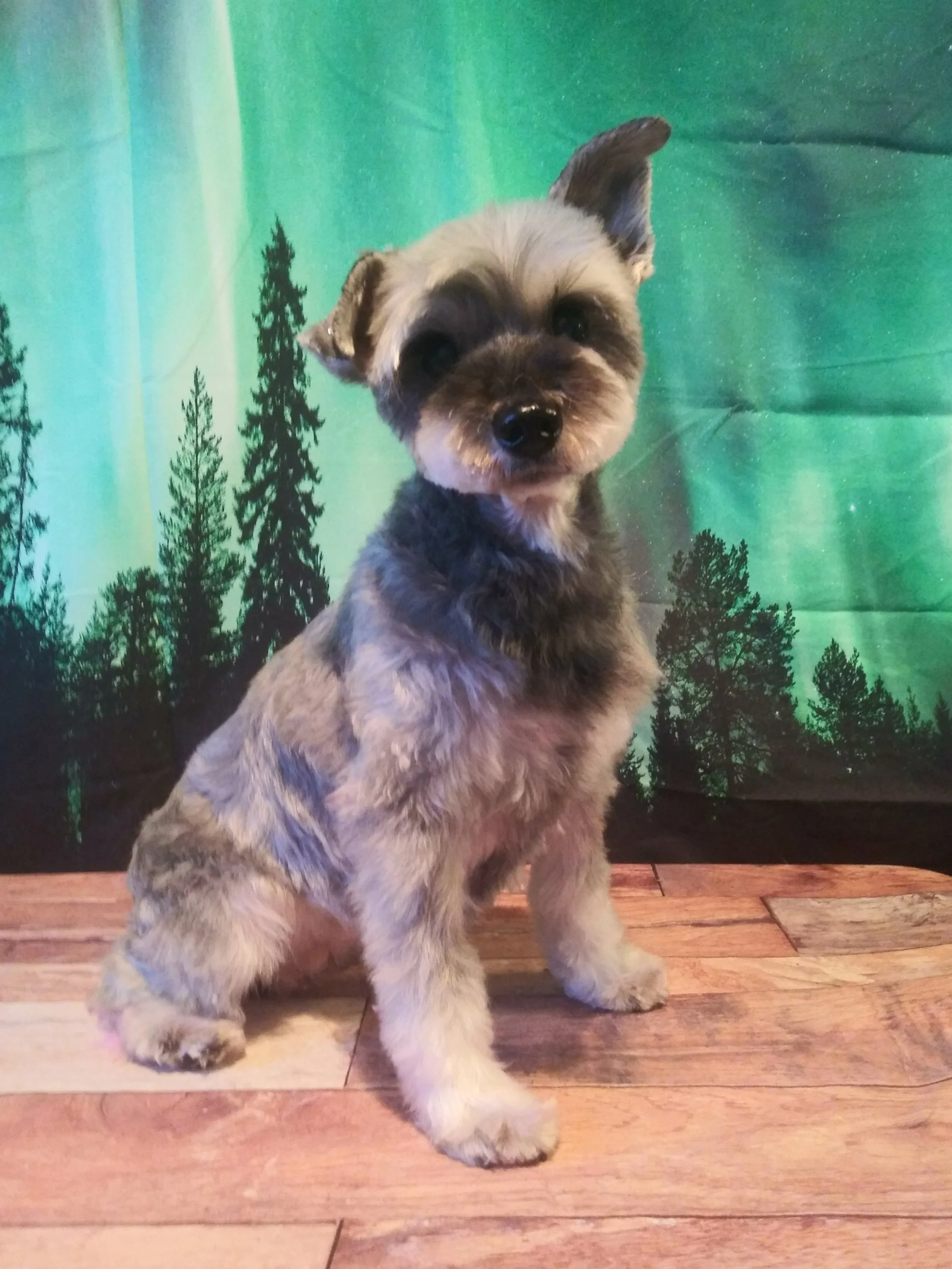 Full Groom — Gypsy Hill Mobile Pet Grooming Studio