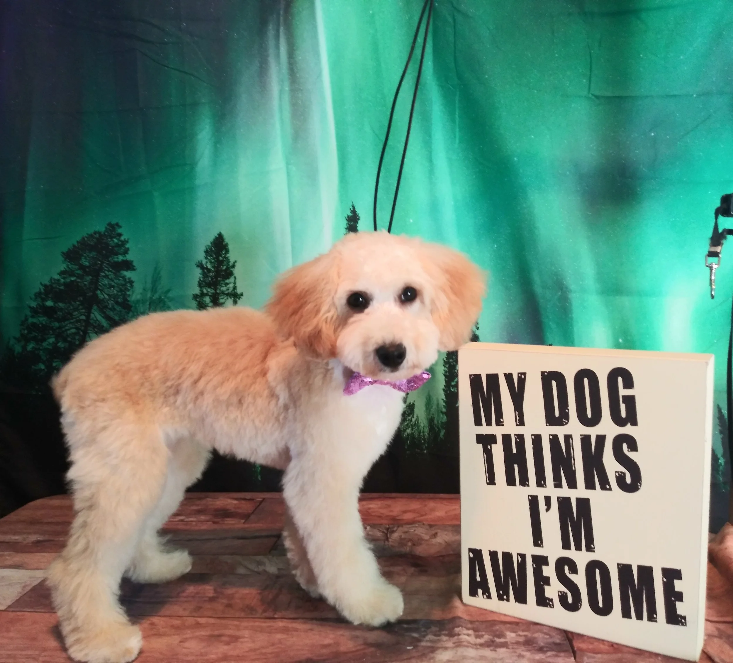 Mini Groom — Gypsy Hill Mobile Pet Grooming Studio