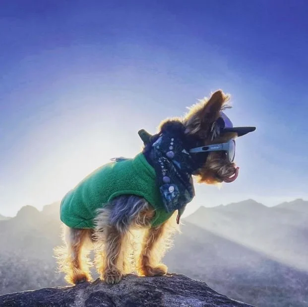Our Favorite Branded Pet Gear
