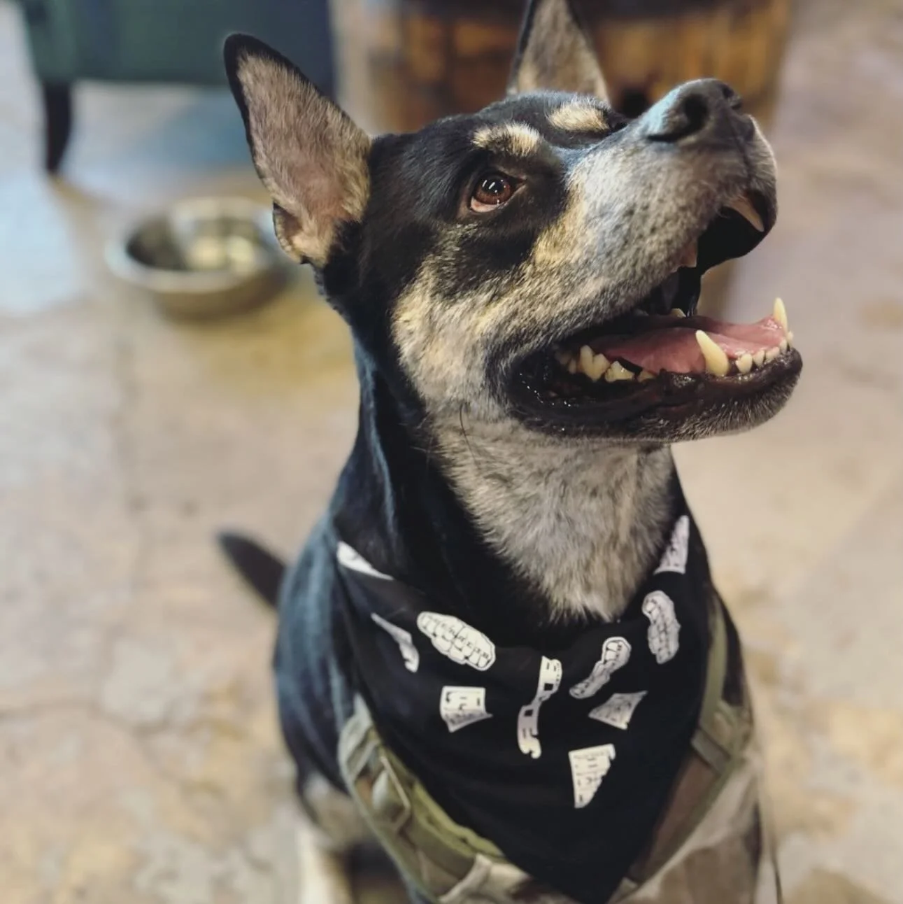 It&rsquo;s a fact, dogs that wear bandannas get more treats🦴 and sips of beer 🍺 
📸: @reebcycles