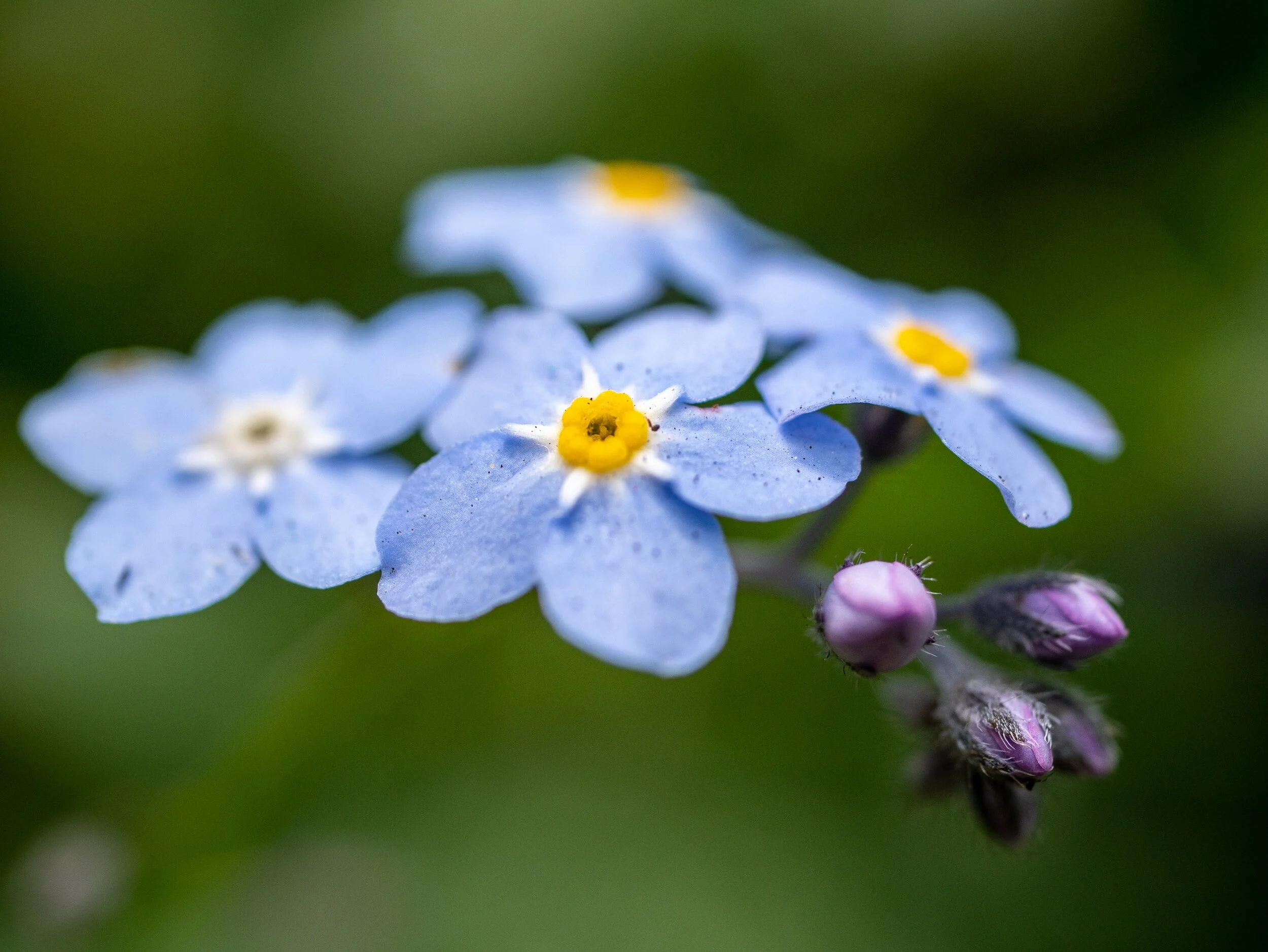 Forget-Me-Not