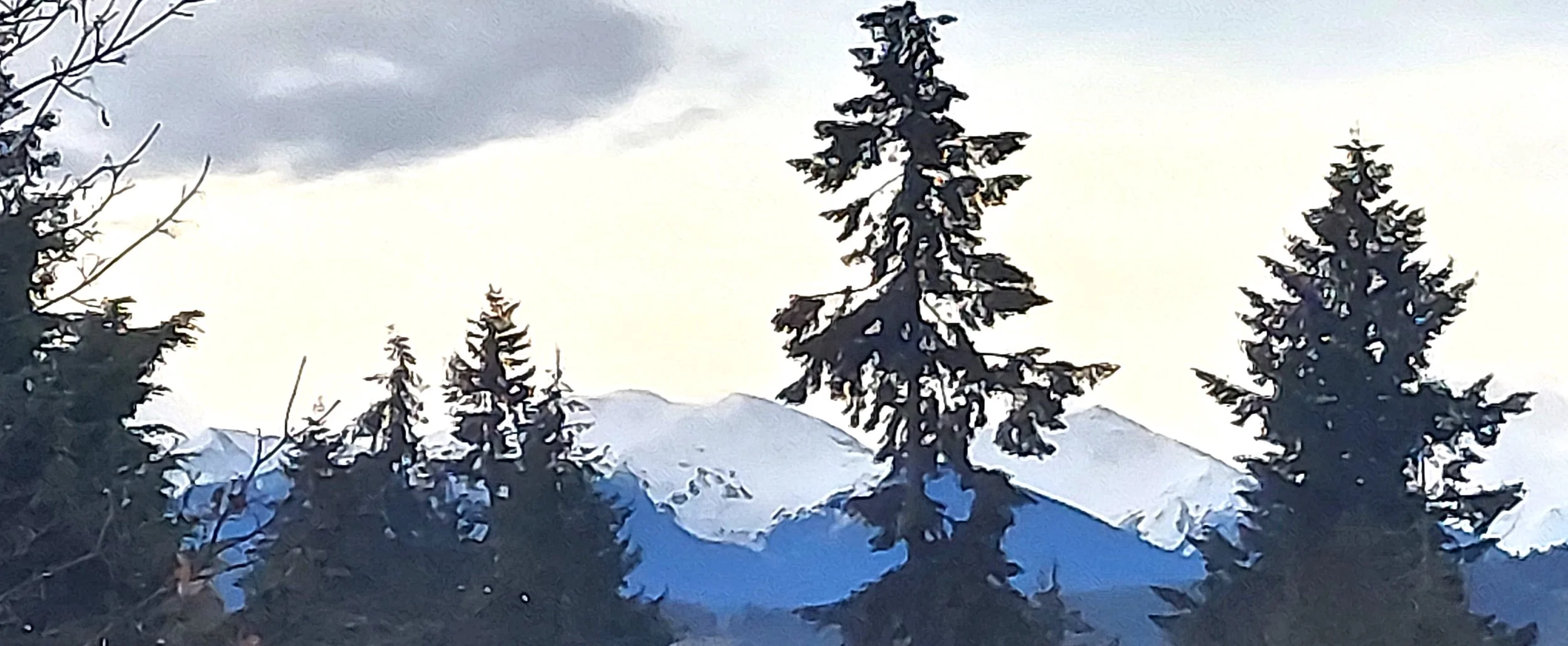 Winter in Sequim 2024