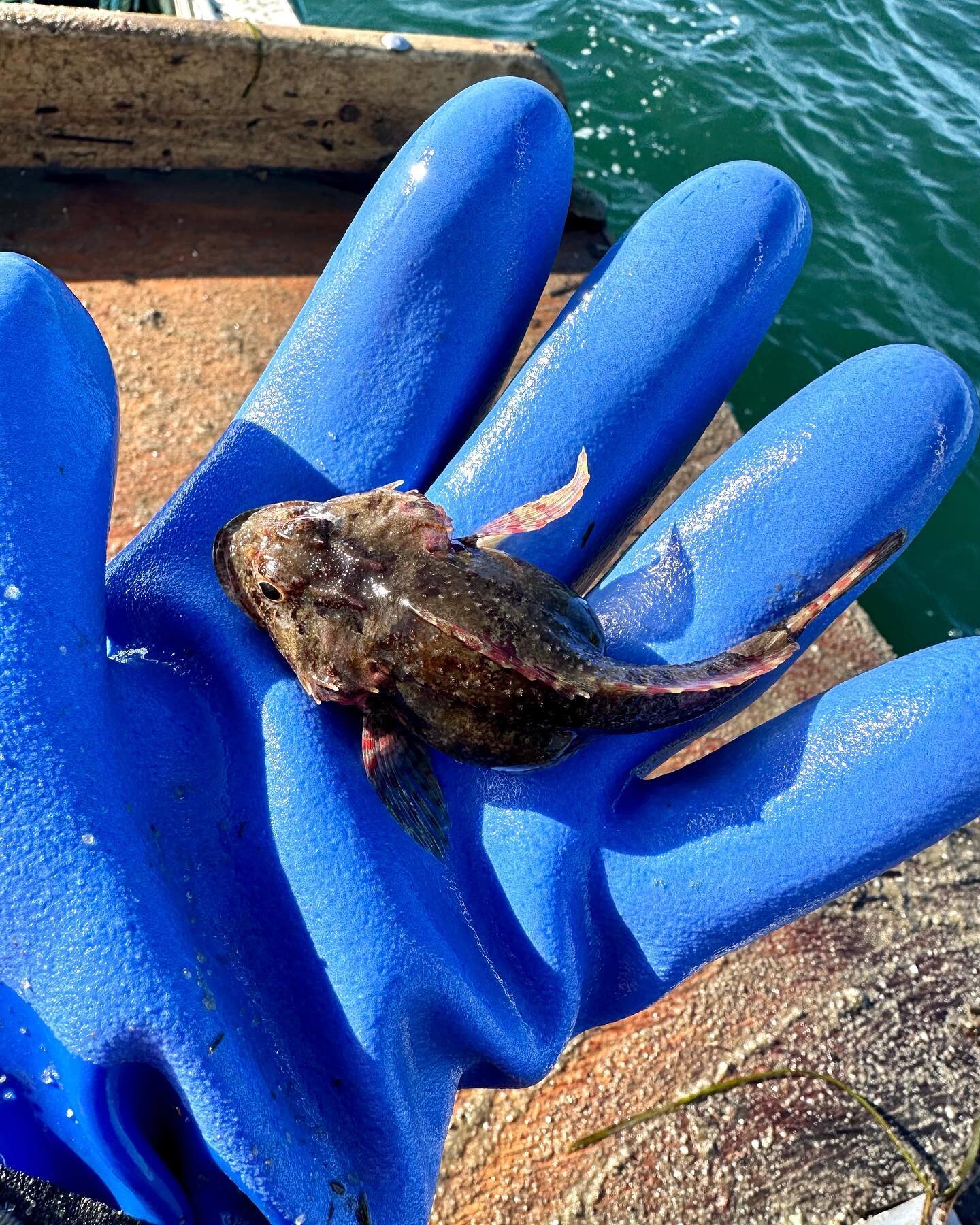 Dredge find Friday! 

A little sculpin found himself in a scallop dredge recently. They are a bottom dwelling species and are relatively inactive. Most species of sculpin live in shallow waters, preferring colder climates. They are nocturnal predator