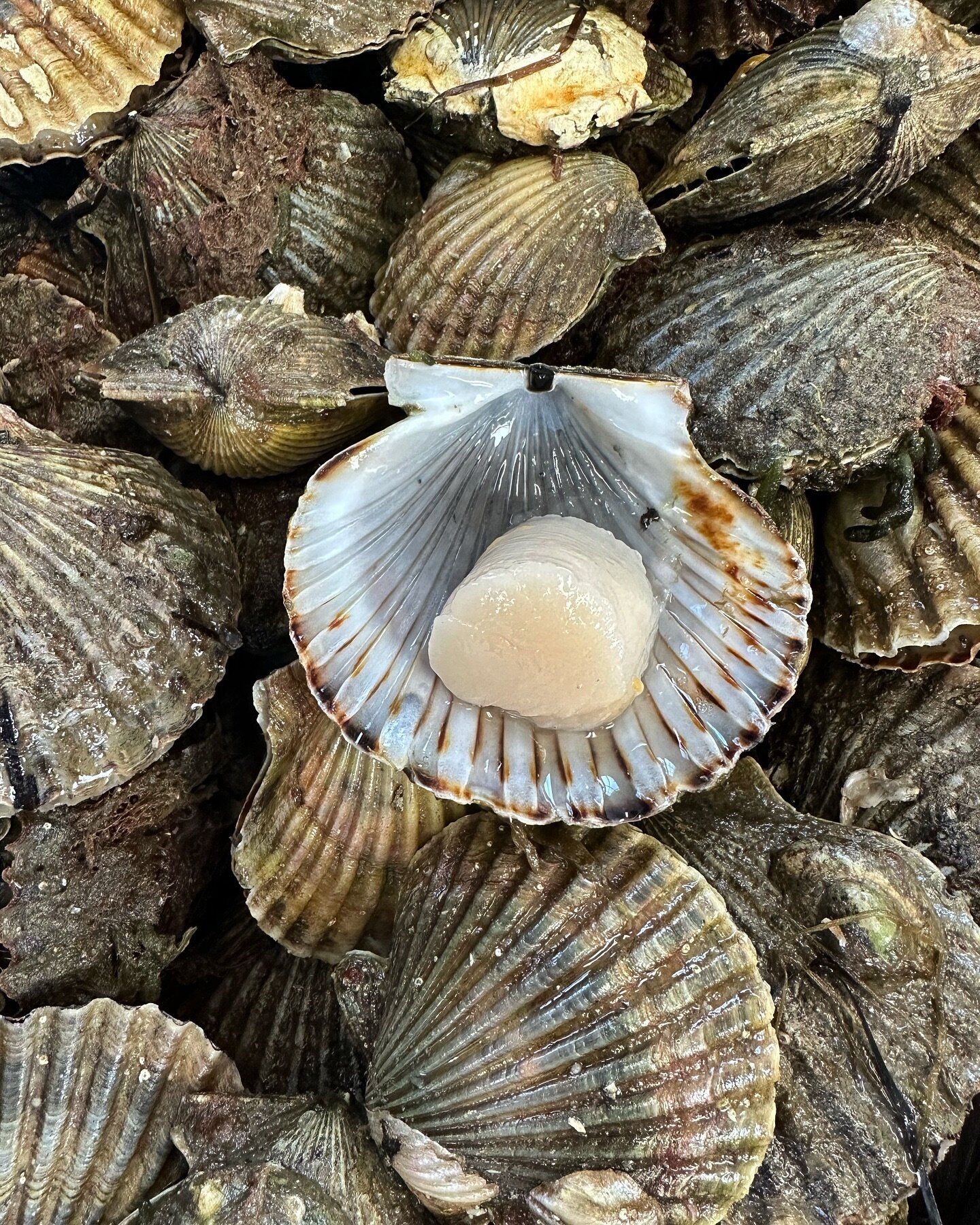 Our favorite thing about a Leap Year? An extra day of scallop season!! #nantucketbayscallops