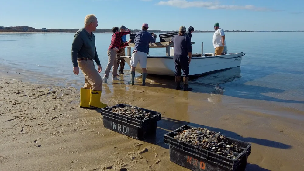 Our Work — Nantucket Shellfish Association