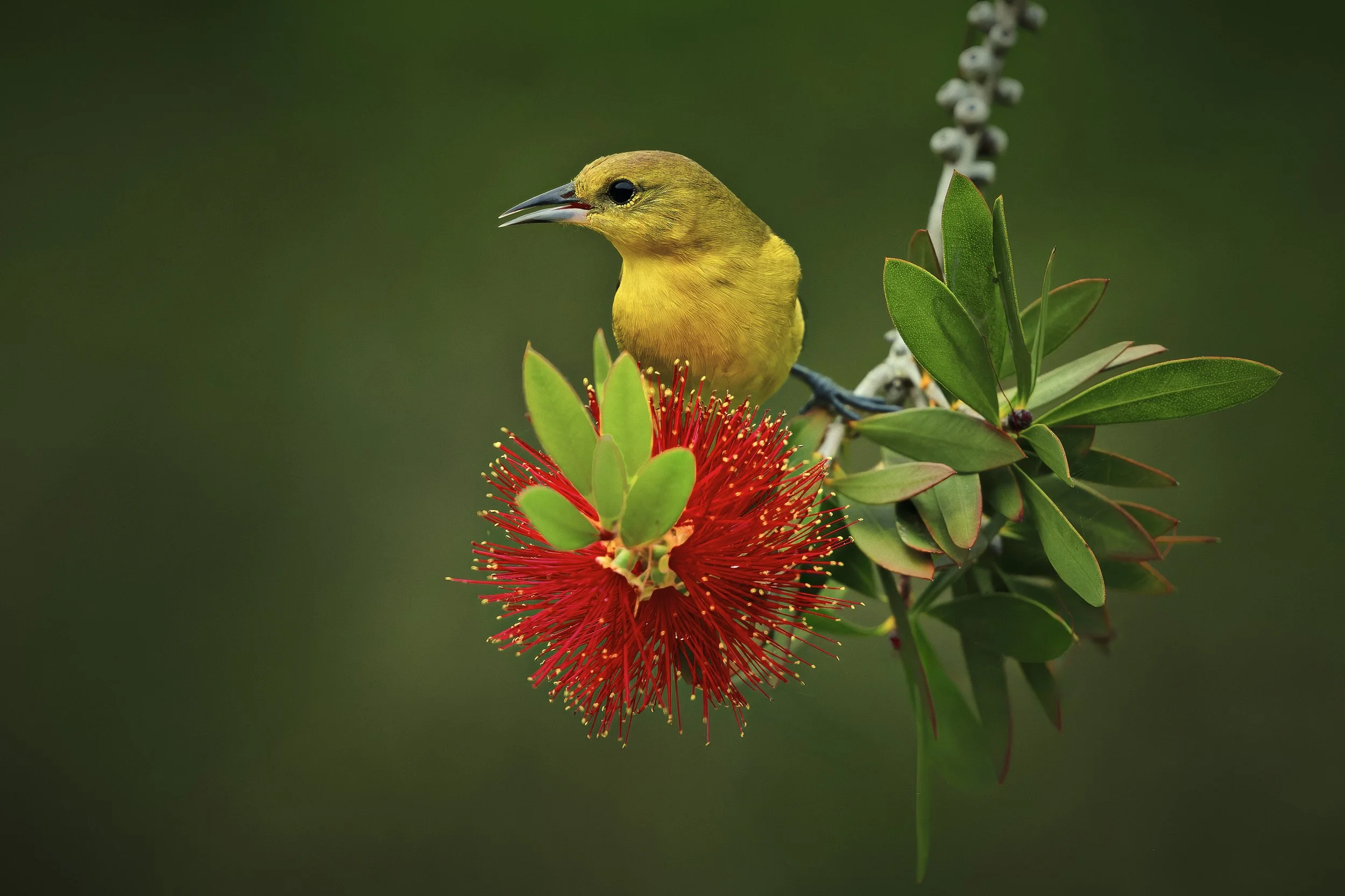 Hester_David_Oriole Flower Pose_632167.2330718.jpg