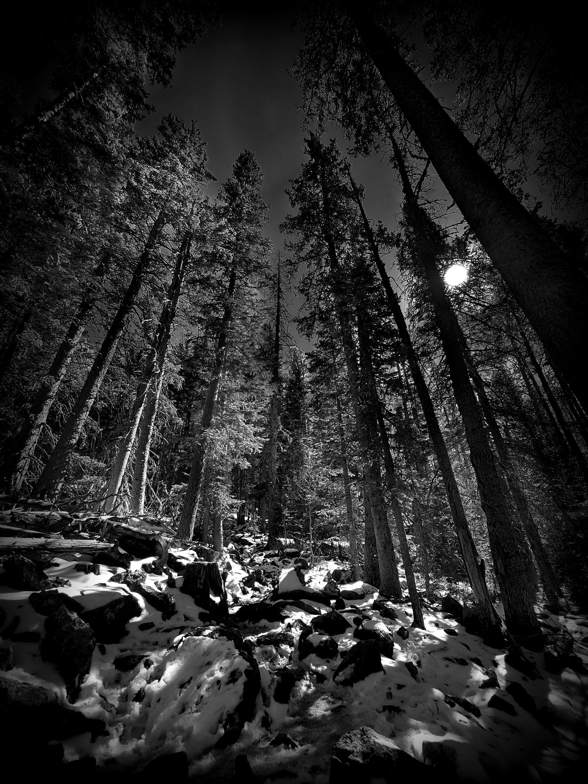 Meandering Through the Forest
