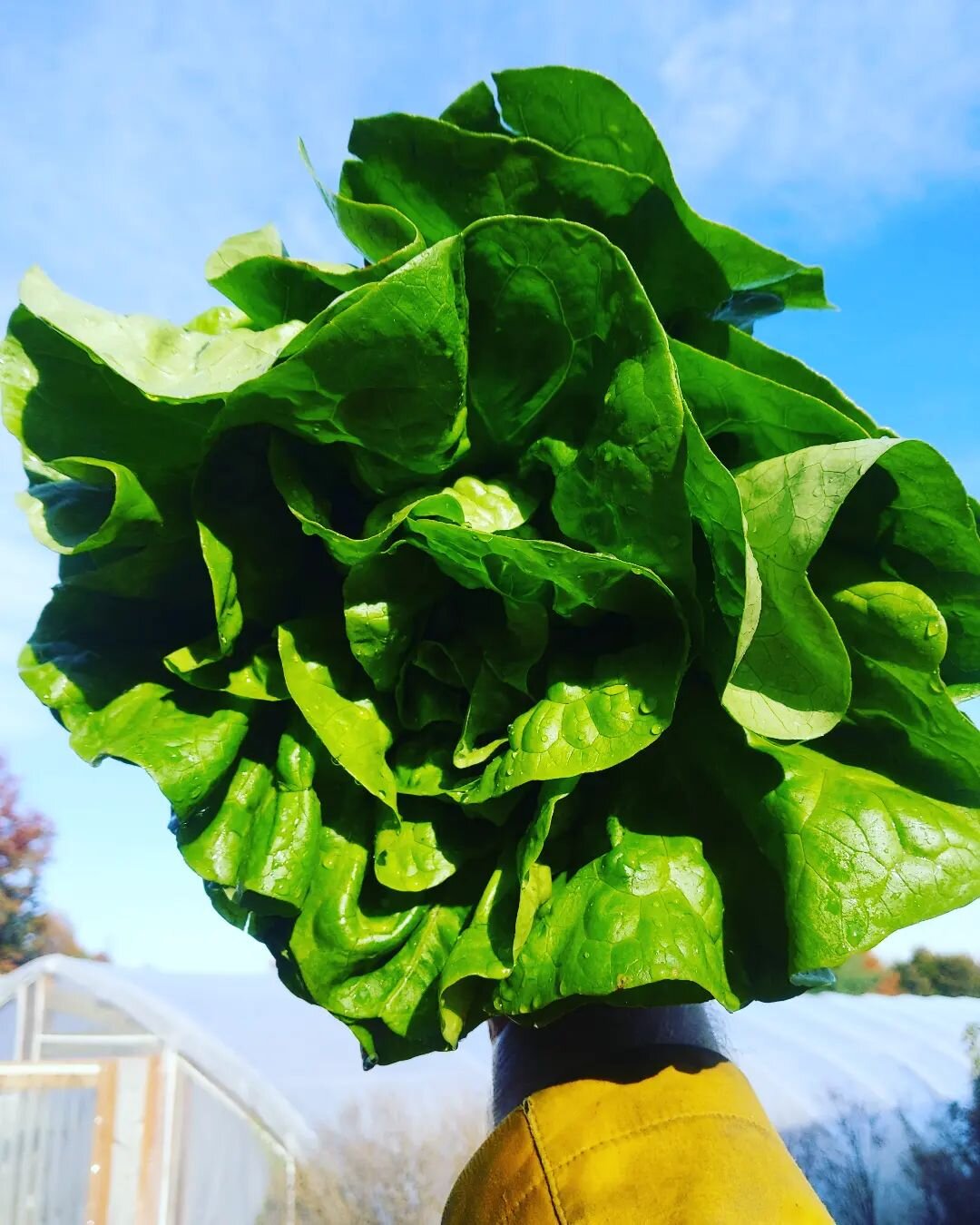 🙏 Thanks for all the positive feedback on the Buttercrunch 🥬 fresh batch of that good good @lakestlouisfarmersmarket Saturday 8-12.
#eatlocal #eatfresh #smallfarm #farmersmarket #fallyall