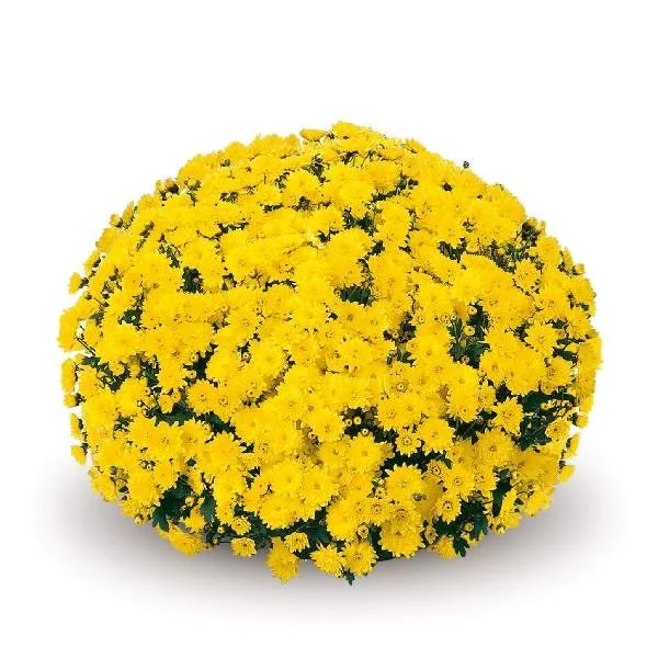 Padre Yellow