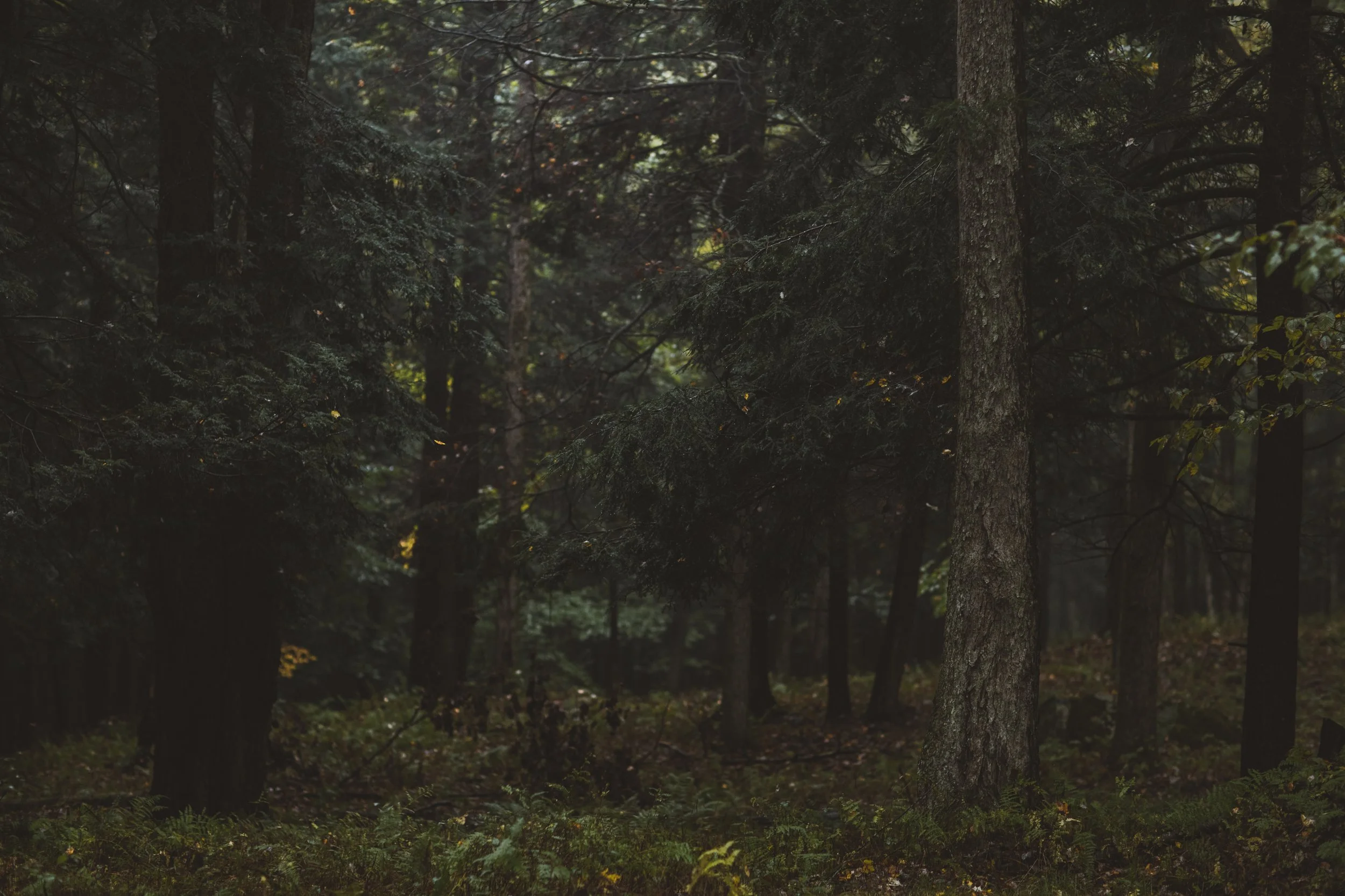 Future — Horseshoe Lake