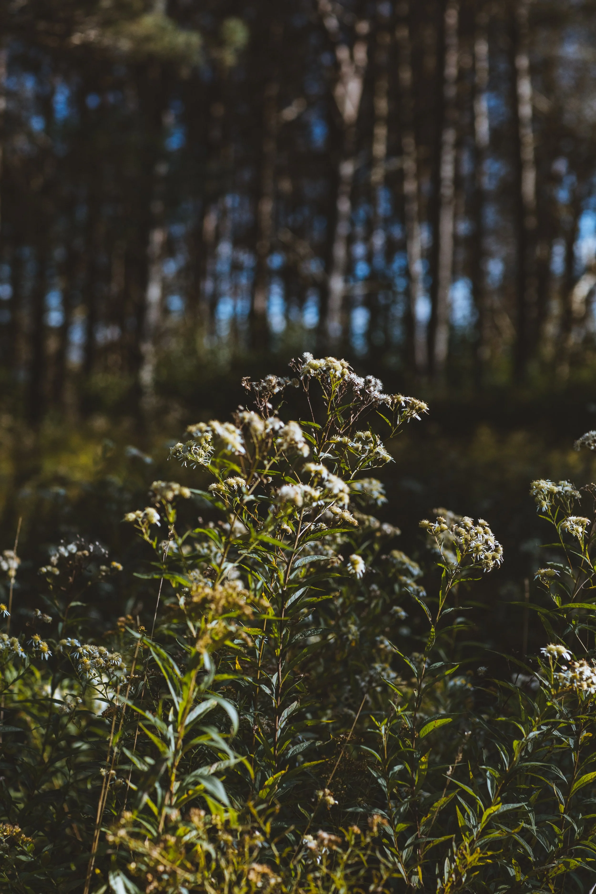 Future — Horseshoe Lake