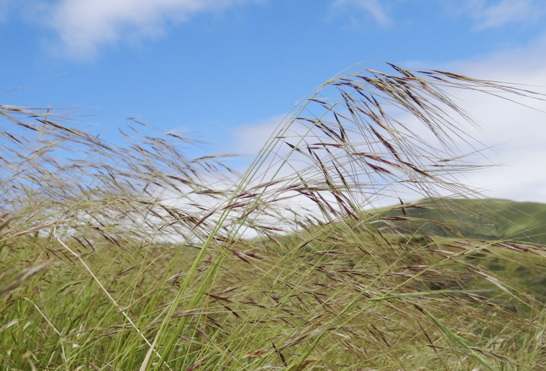 Chilean Needle Grass and Nassella Workshop
