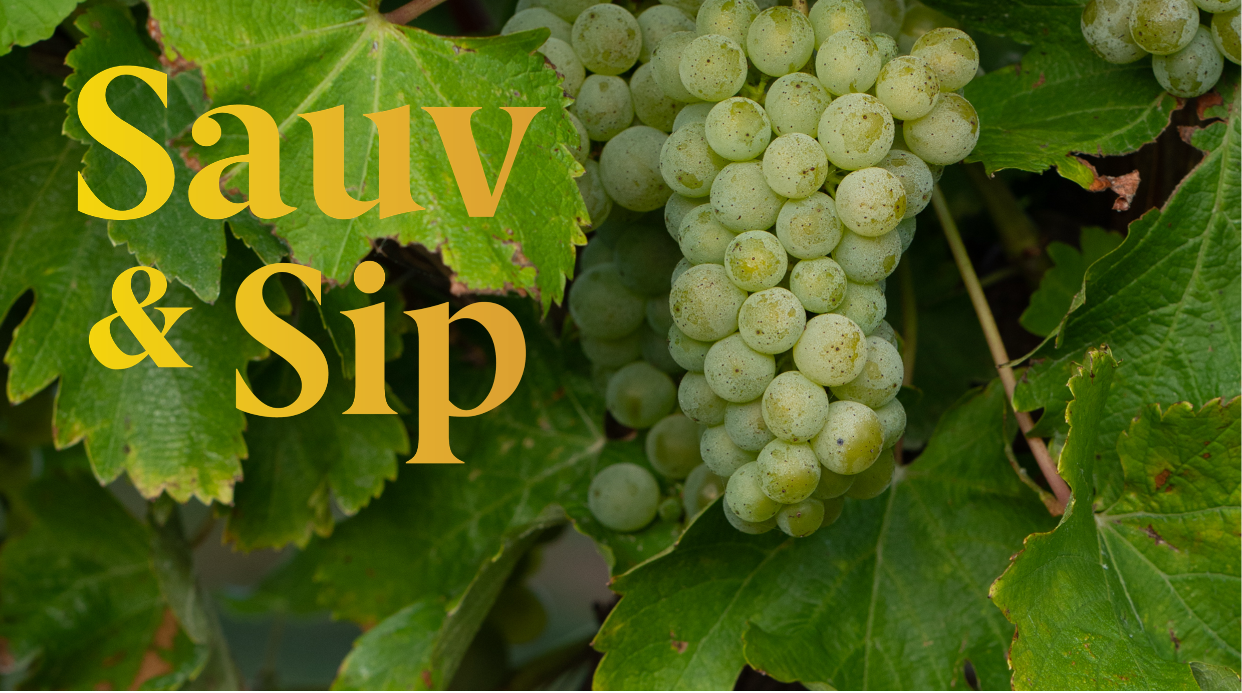 Sauv &amp; Sip
