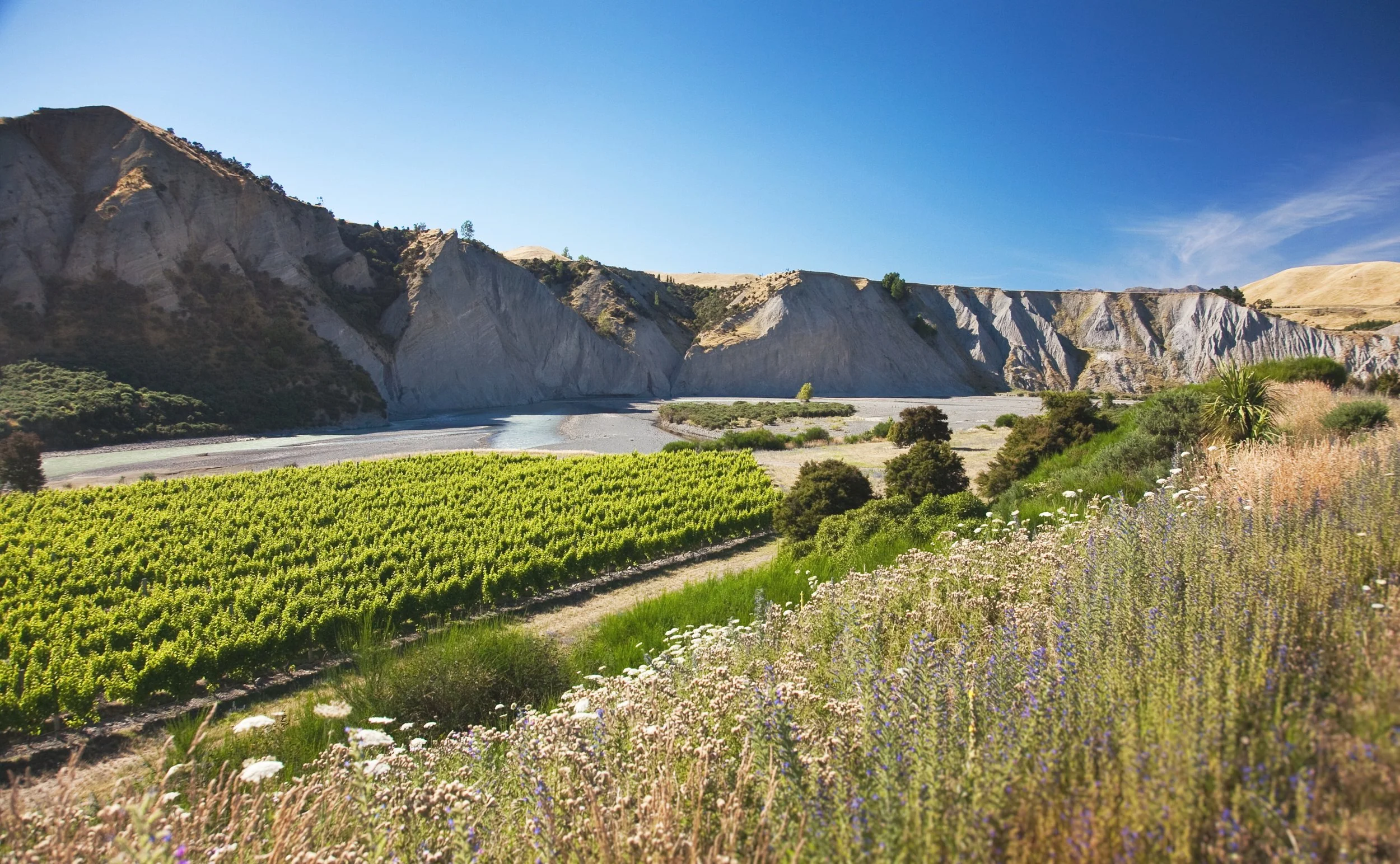 VINEYARD_AV_TheCrossings_NZWInc.jpg