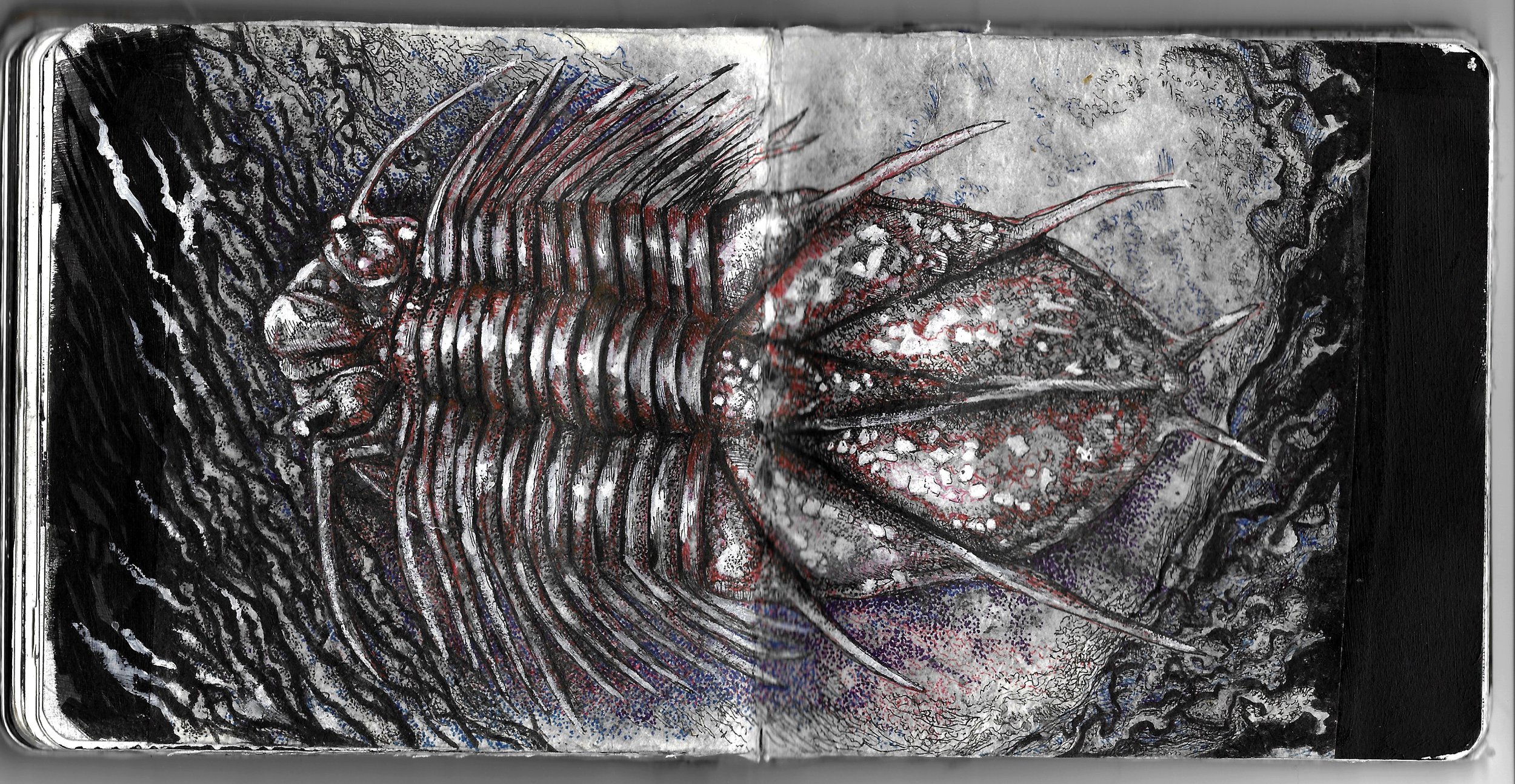 trilobite_washout_fossil.jpg