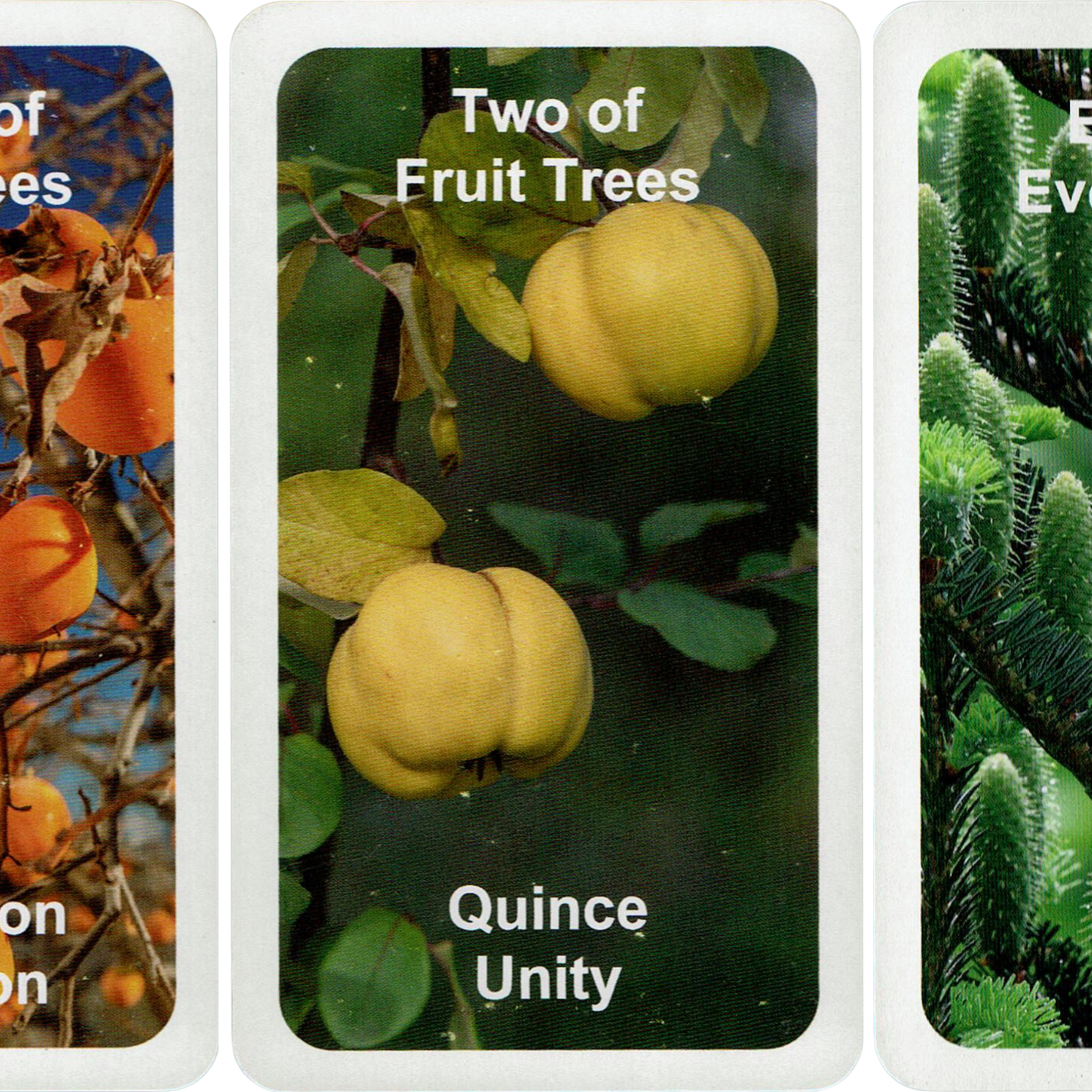 A Two of Cups tarot spread.