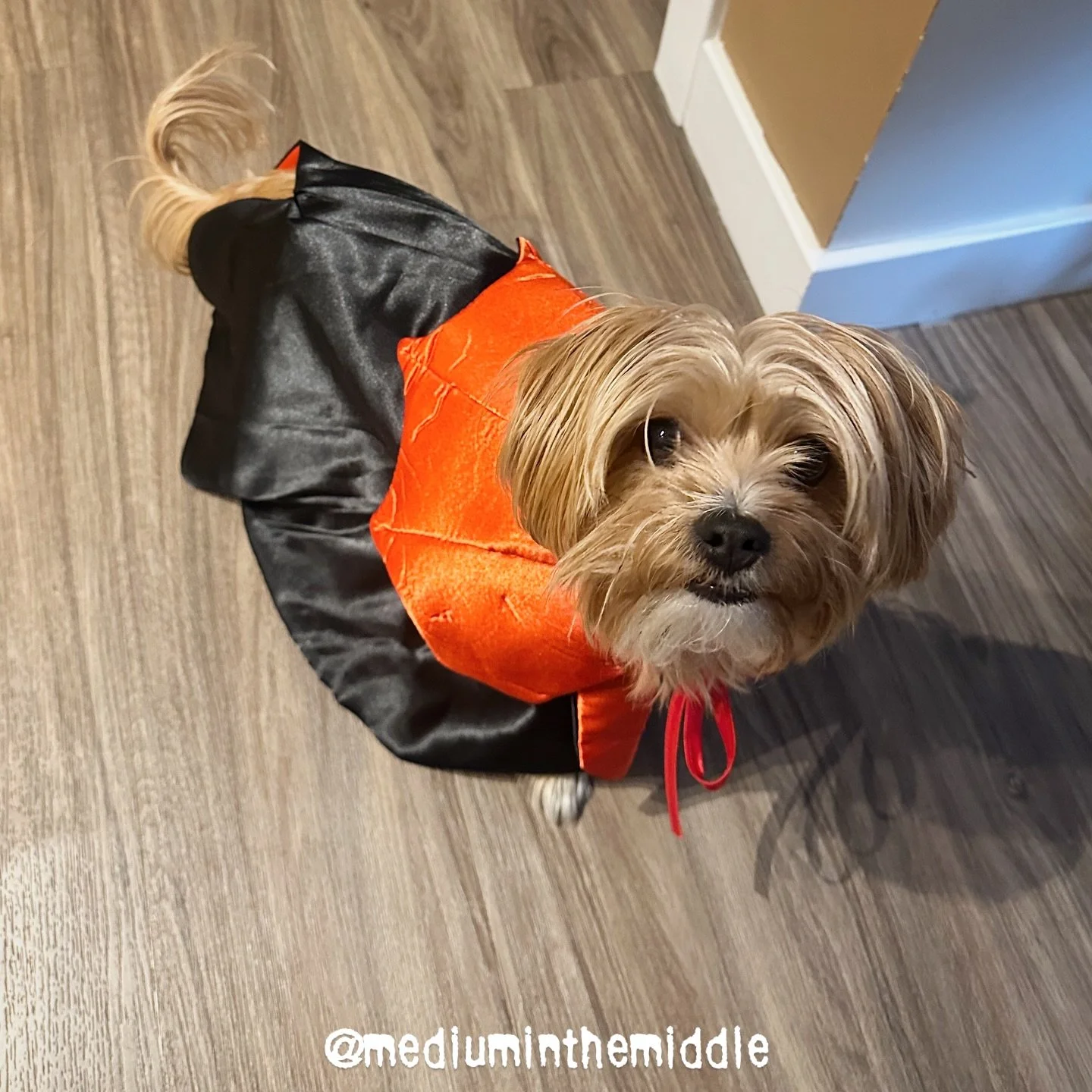 the veil is thin, but archie&rsquo;s patience for this costume is thinner🧛&zwj;♂️🐾

happy halloween to all you witches and warlocks! 
.
may your tricks be funny, and you treats be full-sized 🍭🎃 
.
.
🧡 Medium in the Middle &amp; Count Archie
.
.
