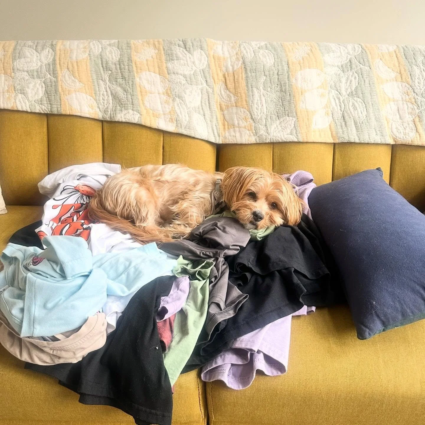 sunday vibe ✌🏼
.
.
i was cleaning out my closet&hellip; archie was napping 
.
.
.
i hope you all ate having a great weekend! i am off today and tomorrow 😎 i have REST planned. today, i am receiving a sound treatment, and have doggie time and friend