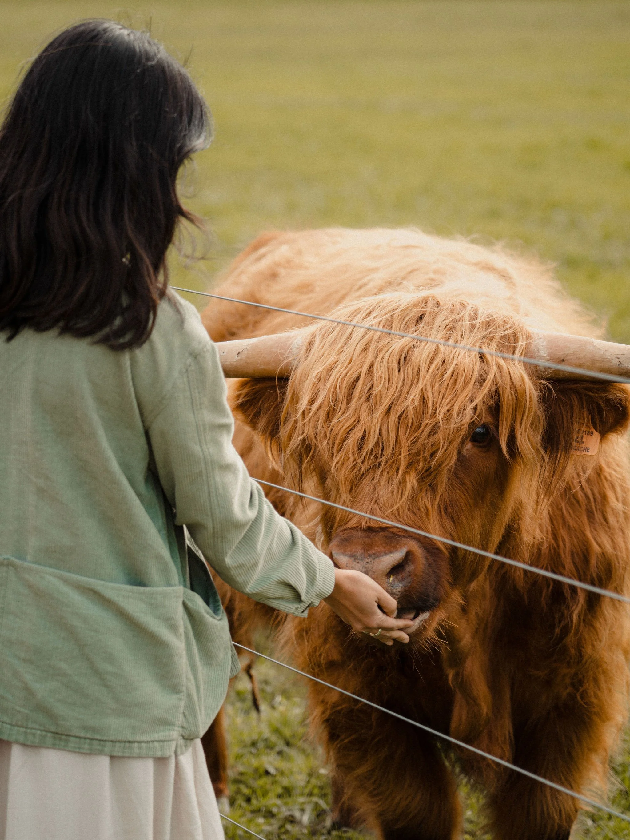 girl hand feeding highland cow