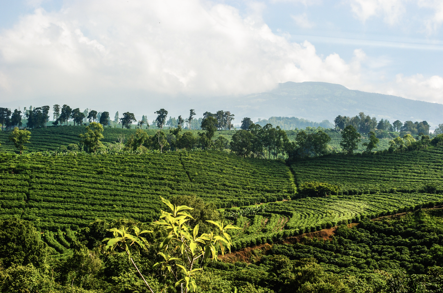 Day 22. Tarrazu - Costa Rica