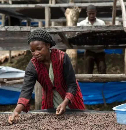 11. D.R. Congo – Kahondo Bourbon Natural