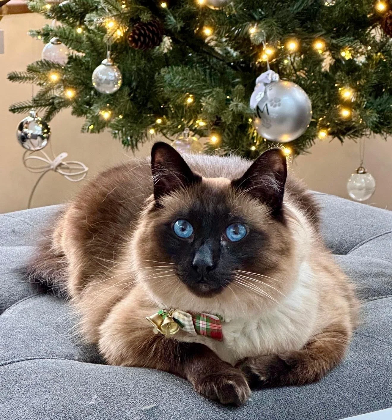 12. Barista Cats Festive Blend