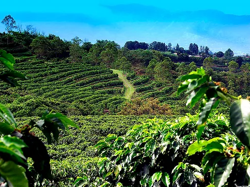 14. Costa Rica – San Rafael Tarrazú
