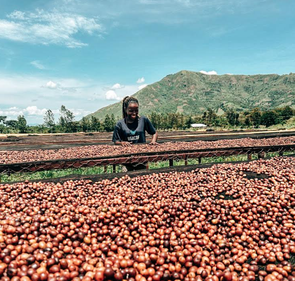 16. Uganda – Mubuku Drugar