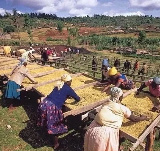 18. Kenya – AA Samburu Estate