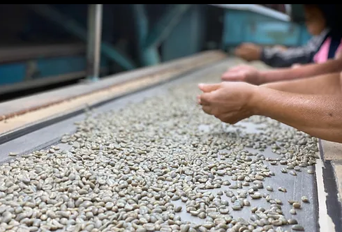 19. Colombia – Huila Excelso EP