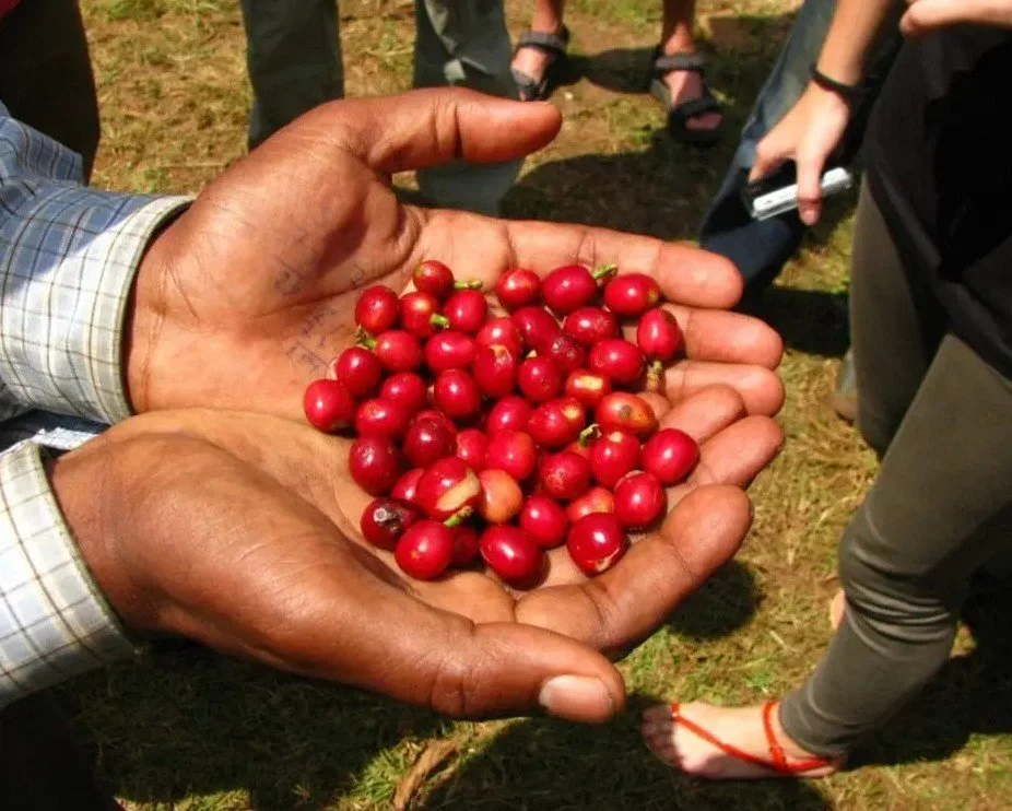 4. Ethiopia – Sidamo Fully Washed G2