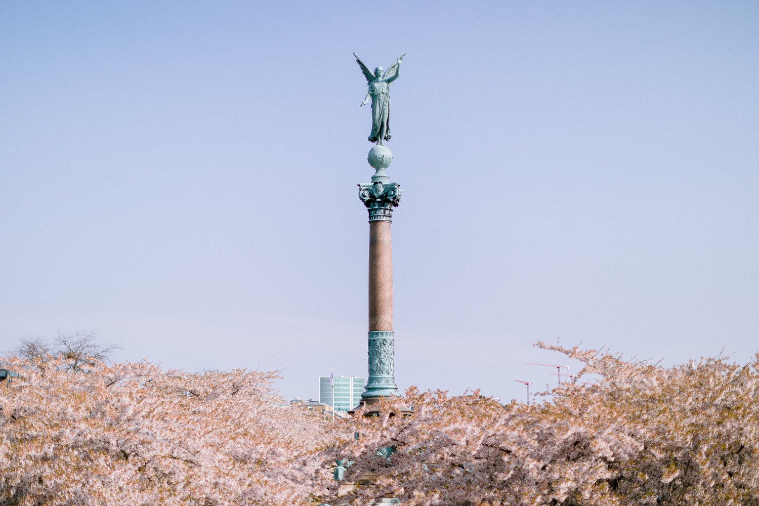 Where To Find Cherry Blossoms In Copenhagen? — The Ultimate List Of ...