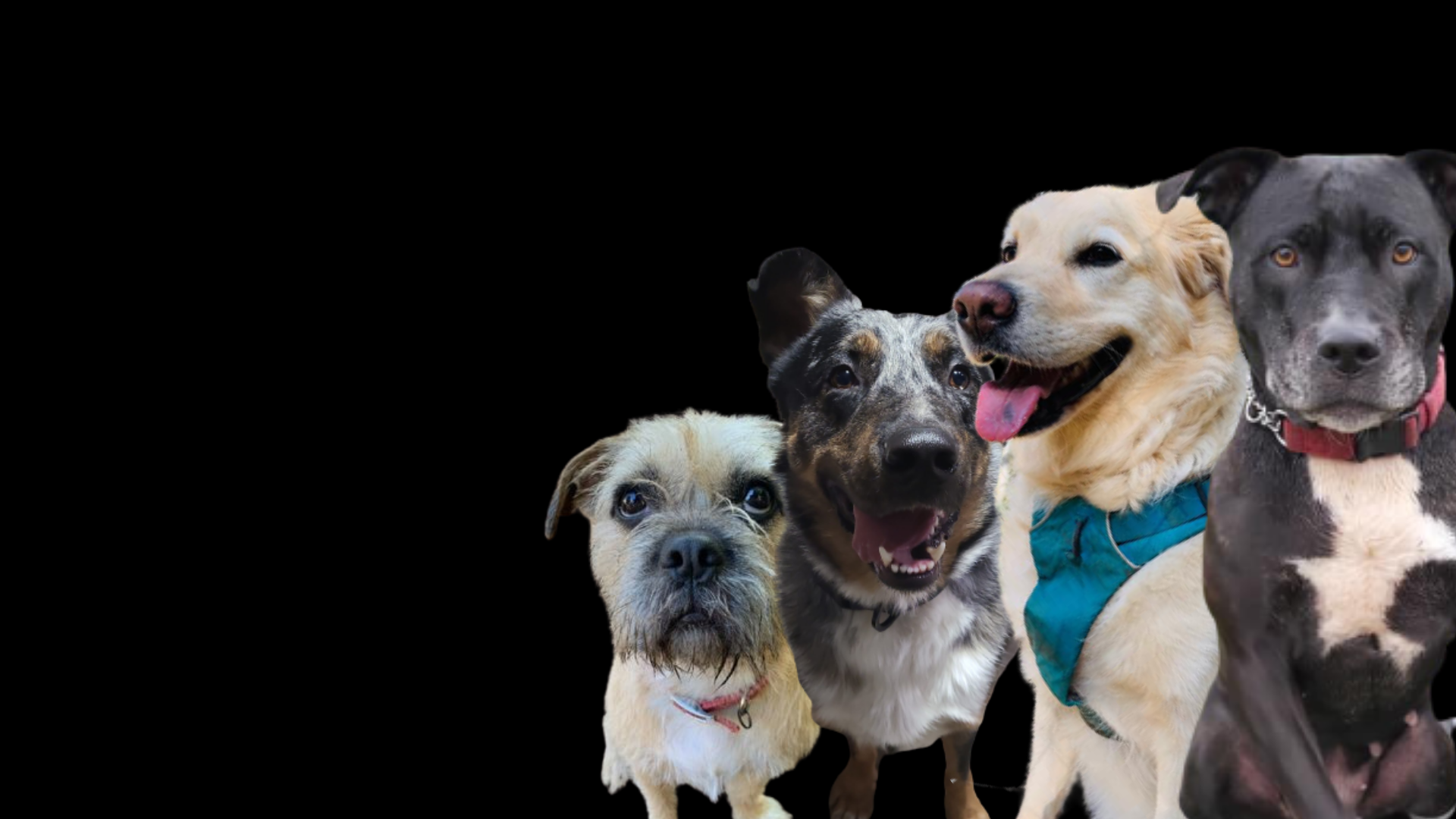 The Big Dog House Ontario Rescue