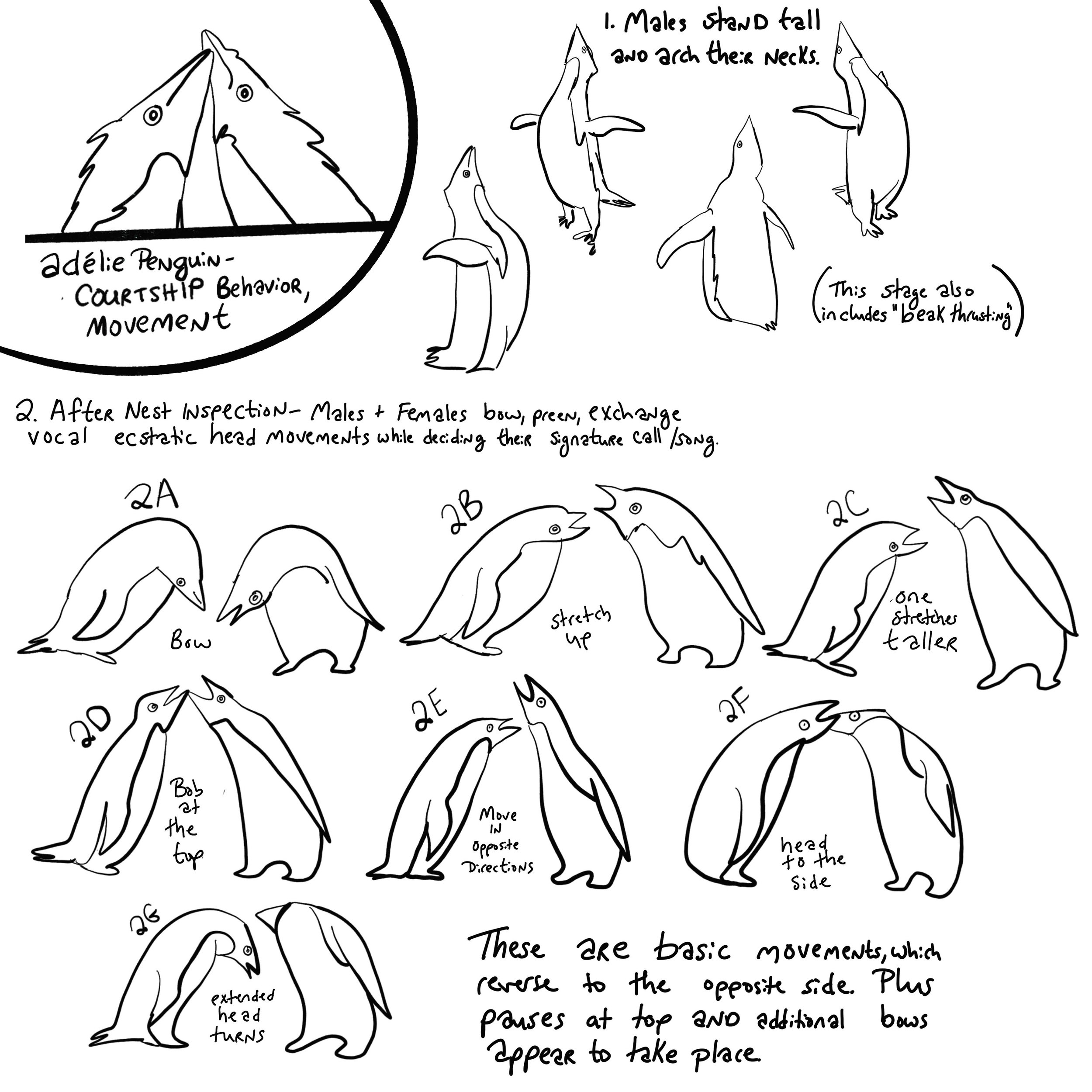 Adélie Penguin Movement Studies: Courtship