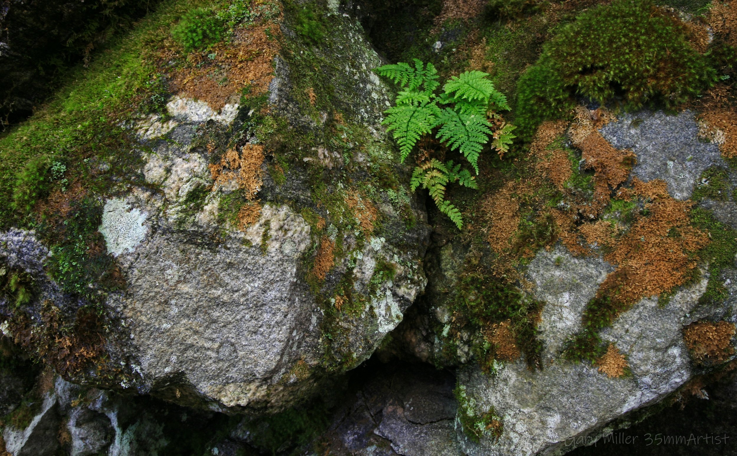 fern on rocks IMG 0202 squarespace.jpg