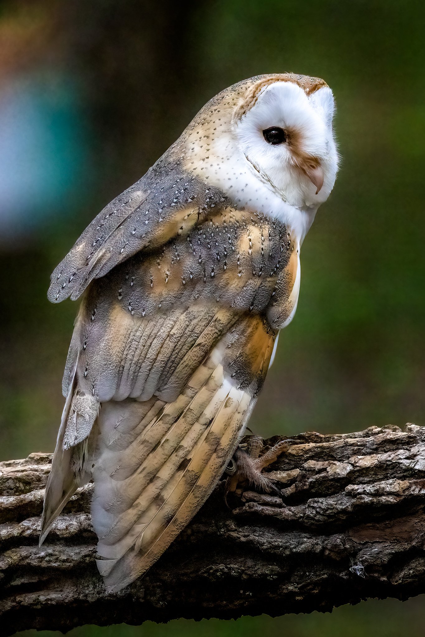 British Barn Owl