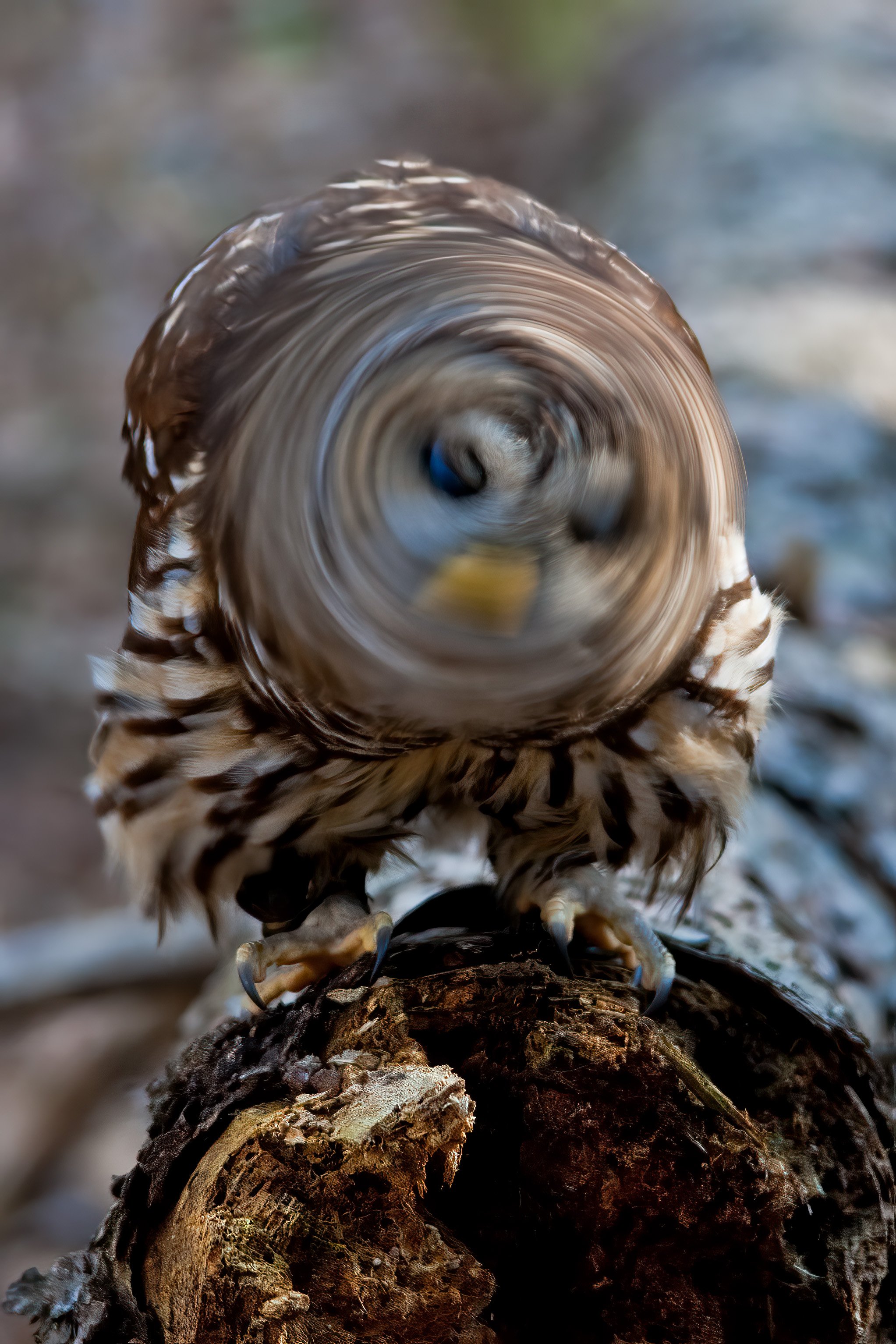 Barred Owl having a bad day