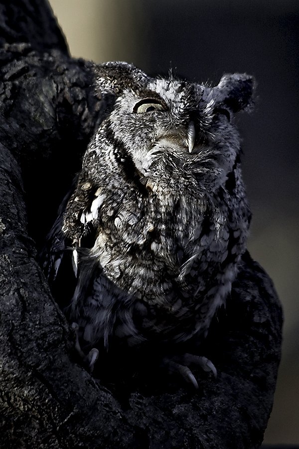 Eastern Screech Owl